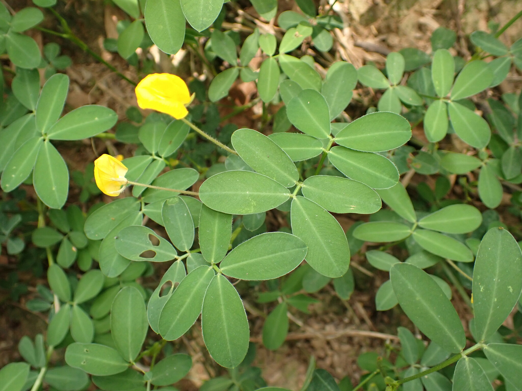 Photo of pinto peanut (3/9)