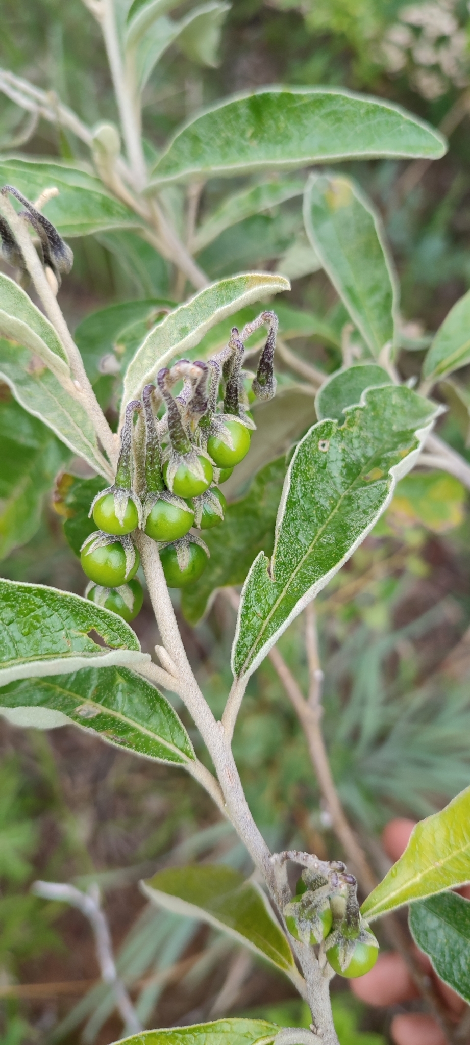 Photo of Solanum paniculatum (5/12)