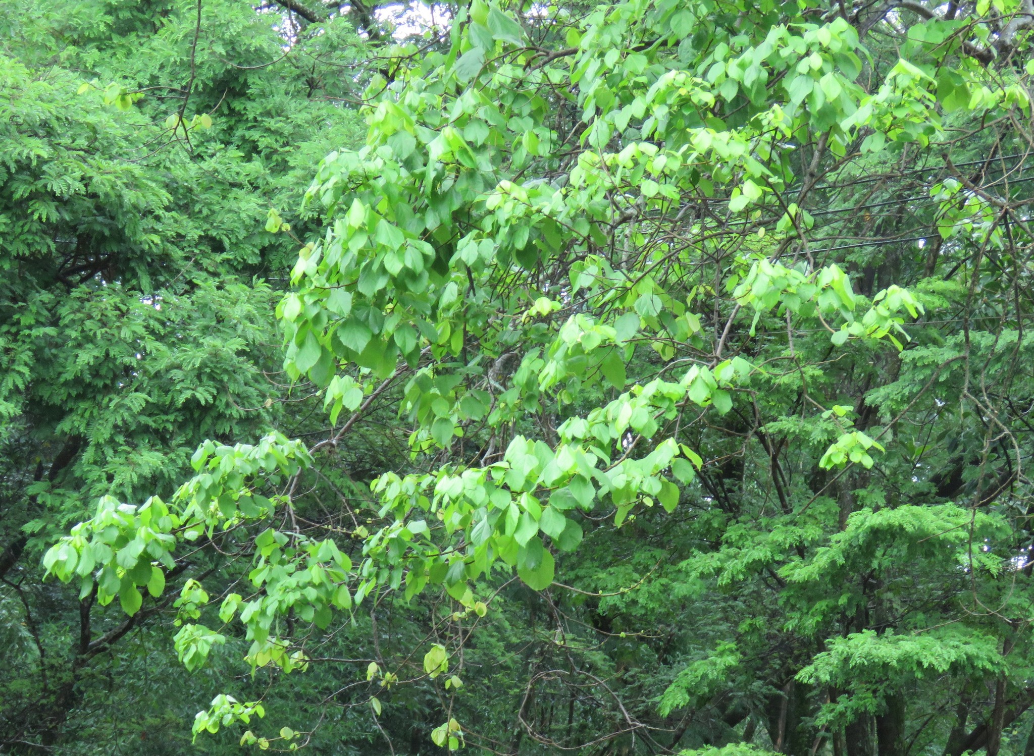 Photo of Magnoliopsida (1/7)