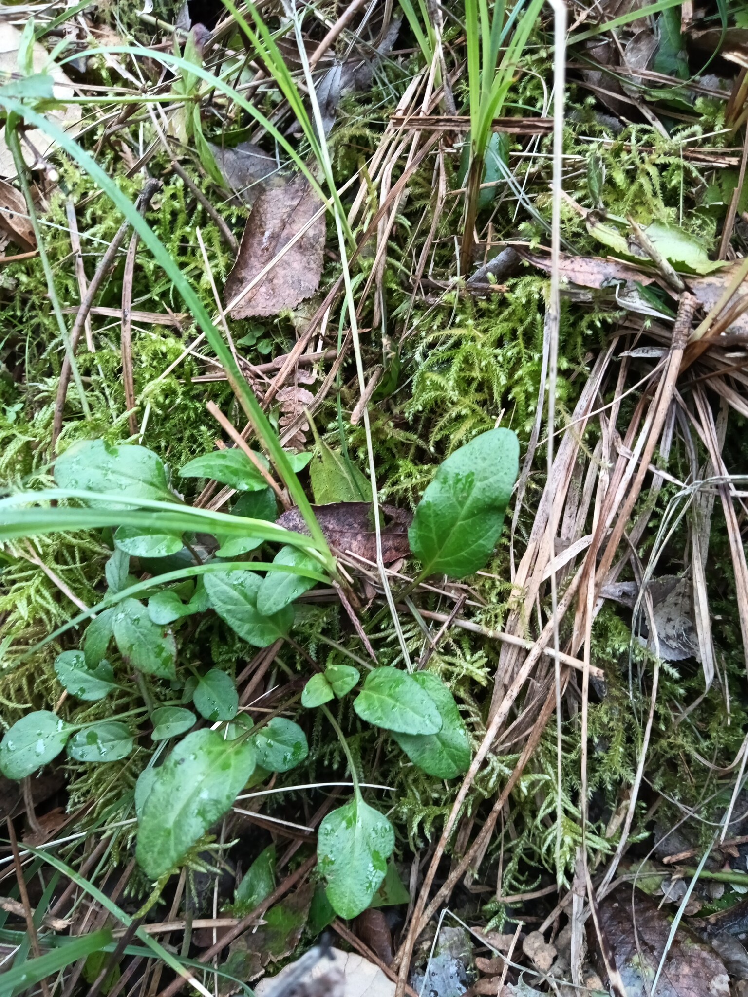 Photo of common selfheal (5/12)
