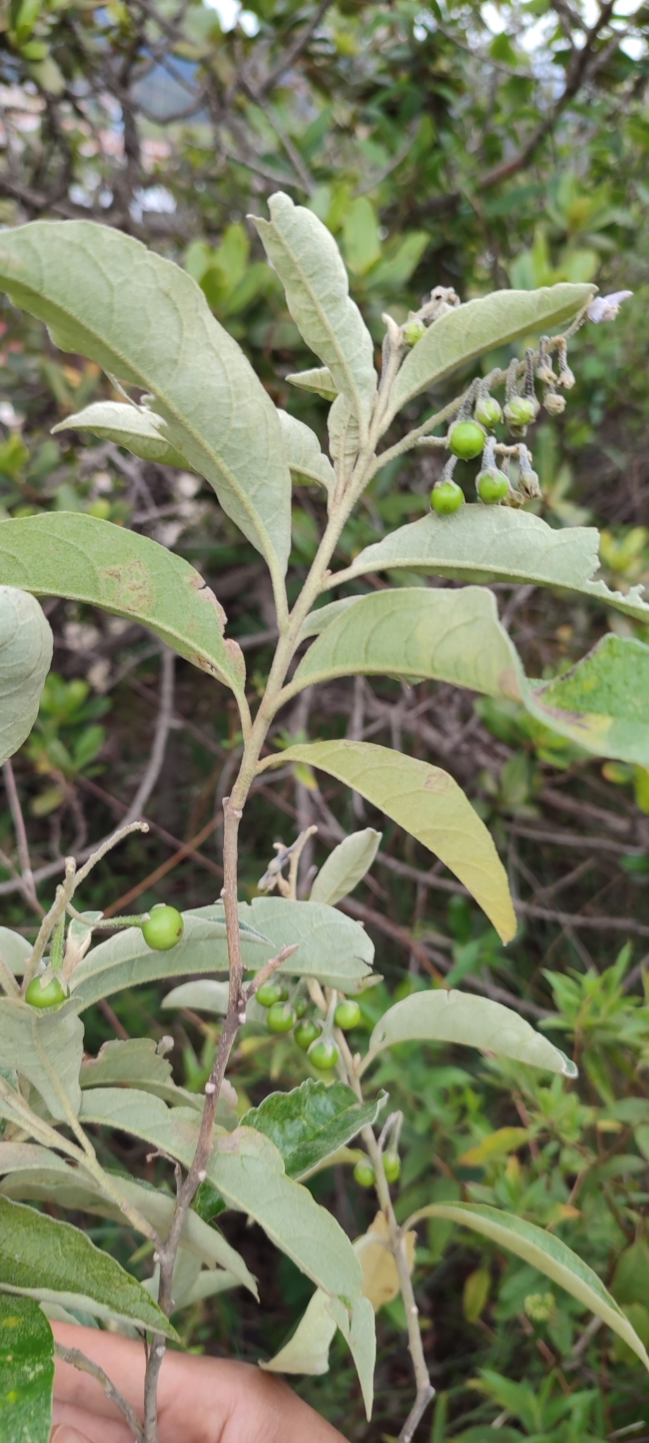 Photo of Solanum paniculatum (4/12)