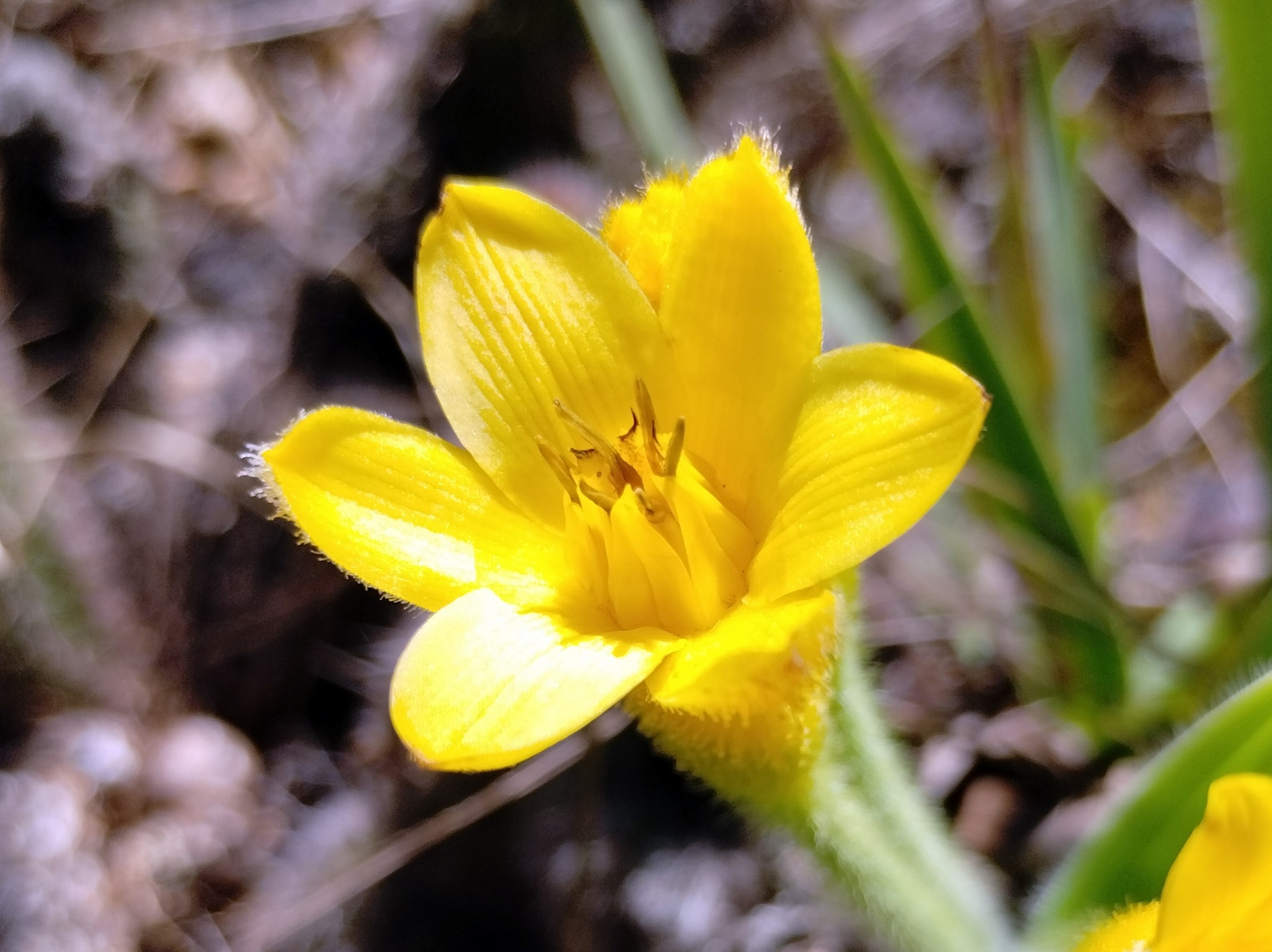 Photo of Barbacenia williamsii (7/10)