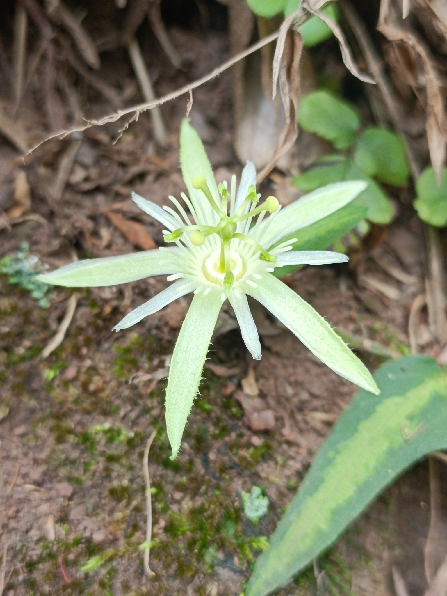 Photo of Passiflora capsularis (2/6)