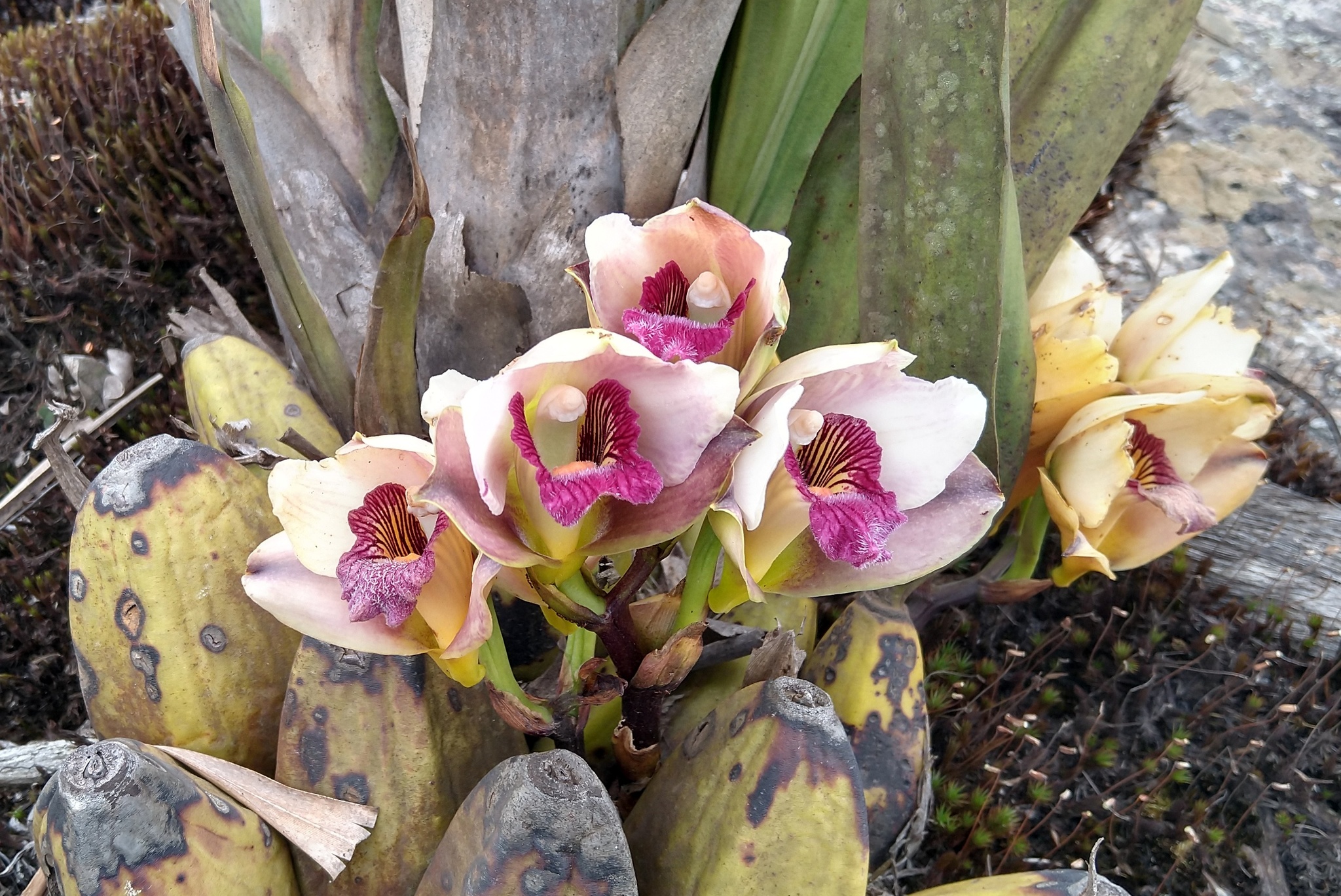Photo of Bifrenaria harrisoniae (9/10)