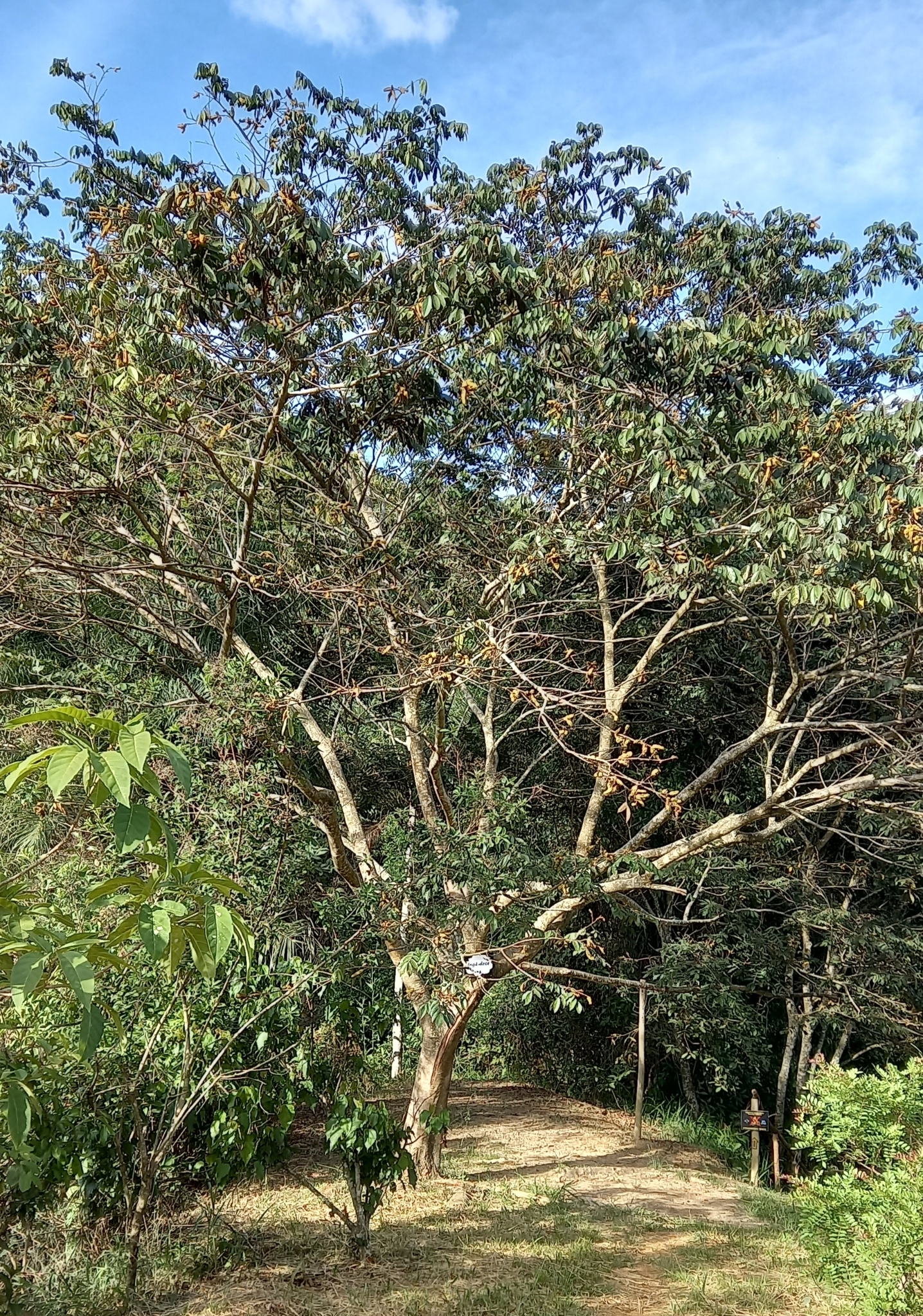 Photo of river koko (7/9)