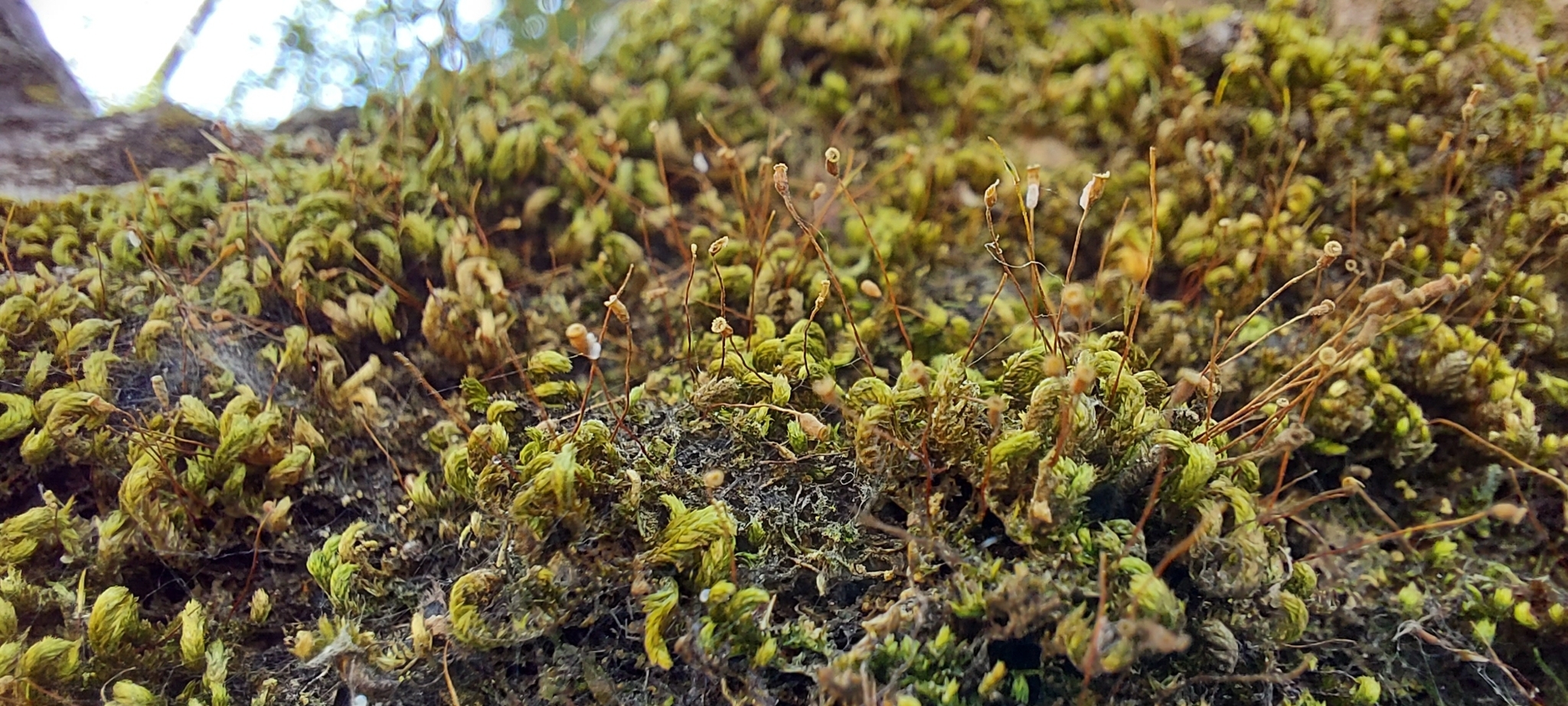 Photo of Bryopsida (2/7)