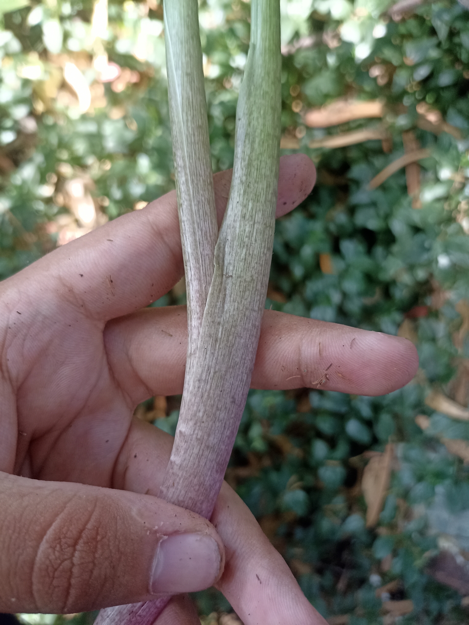 Photo of calla lily (1/12)