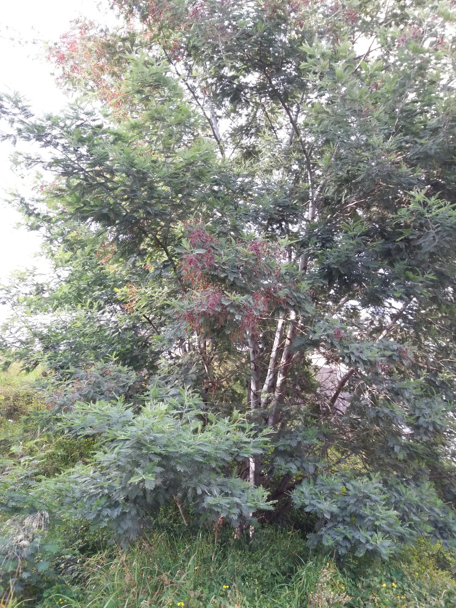 Photo of Silver wattle (3/12)