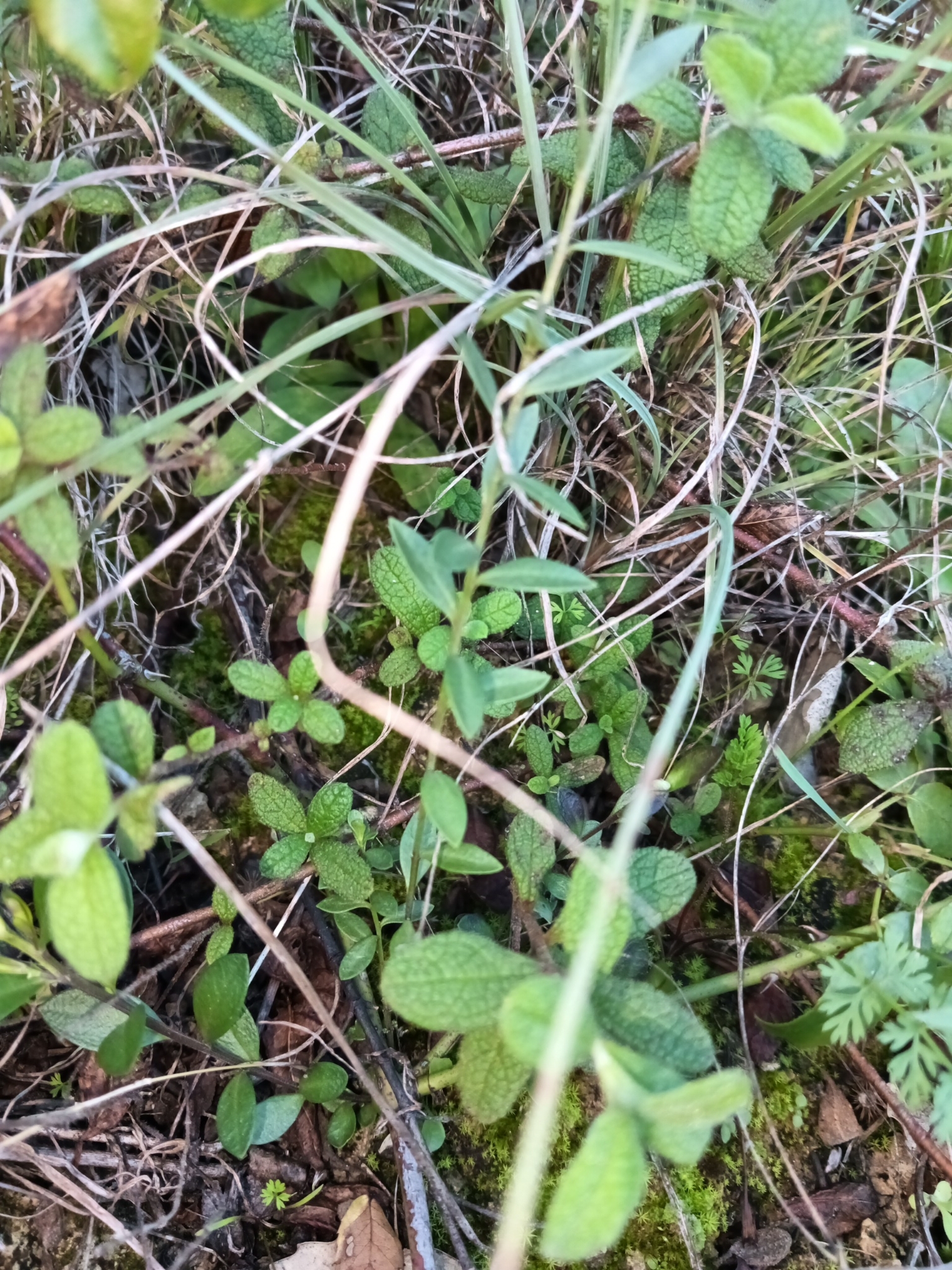 Photo of Common Milkwort (7/8)