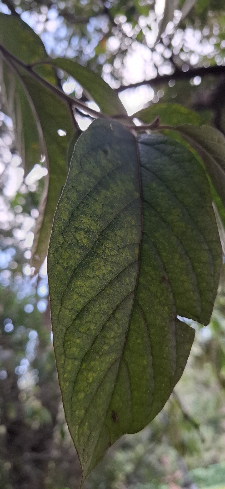 Photo of Moquiniastrum polymorphum polymorphum (6/6)