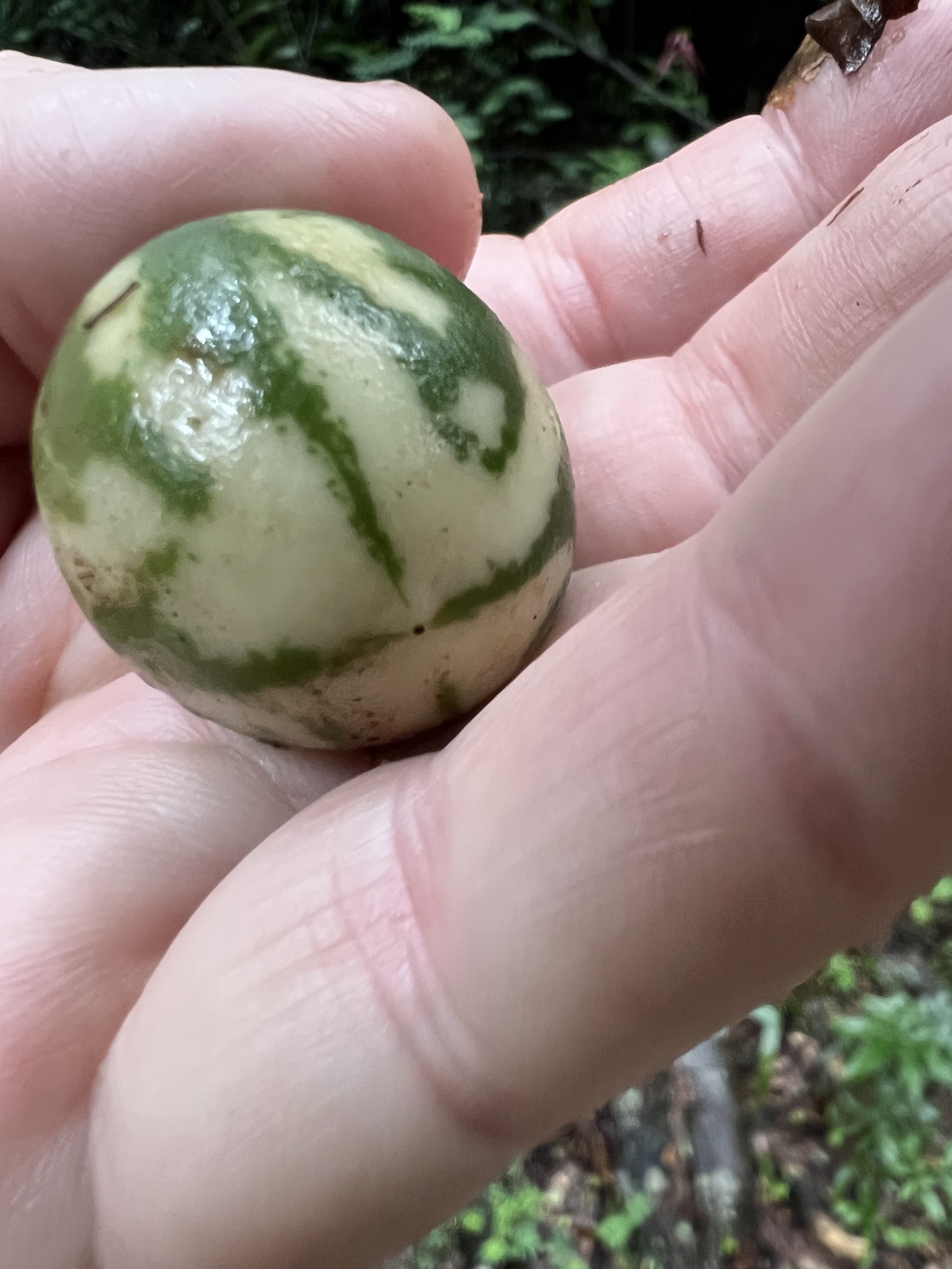 Photo of Solanum palinacanthum (2/7)