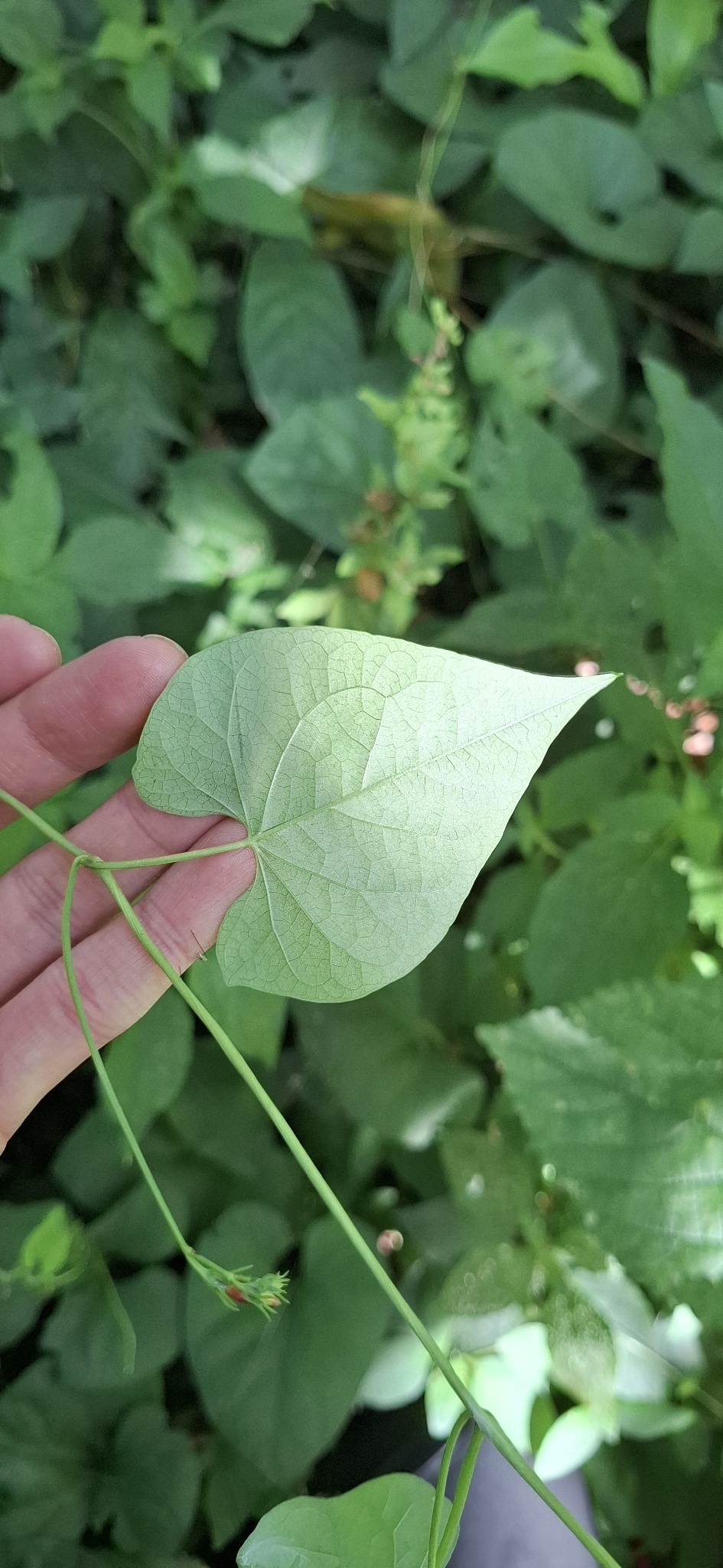 Photo of scarlet creeper (4/11)
