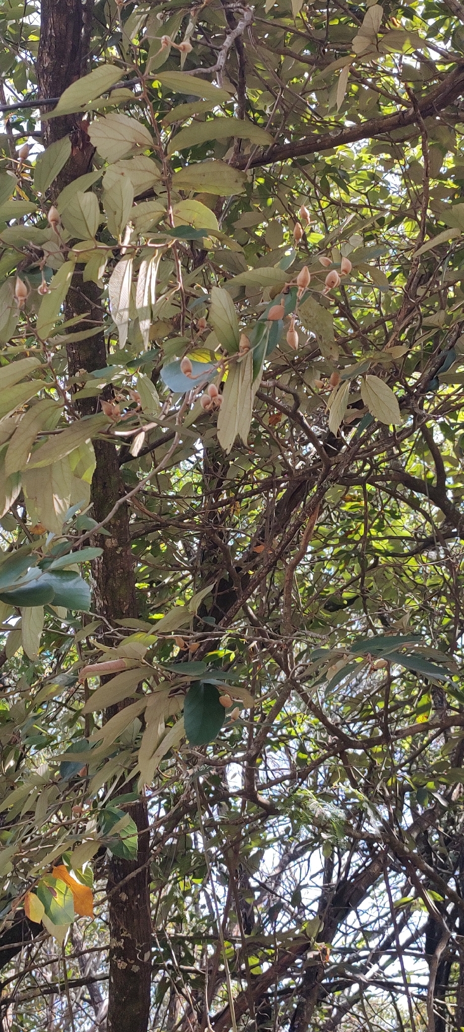 Photo of Luehea divaricata (12/12)