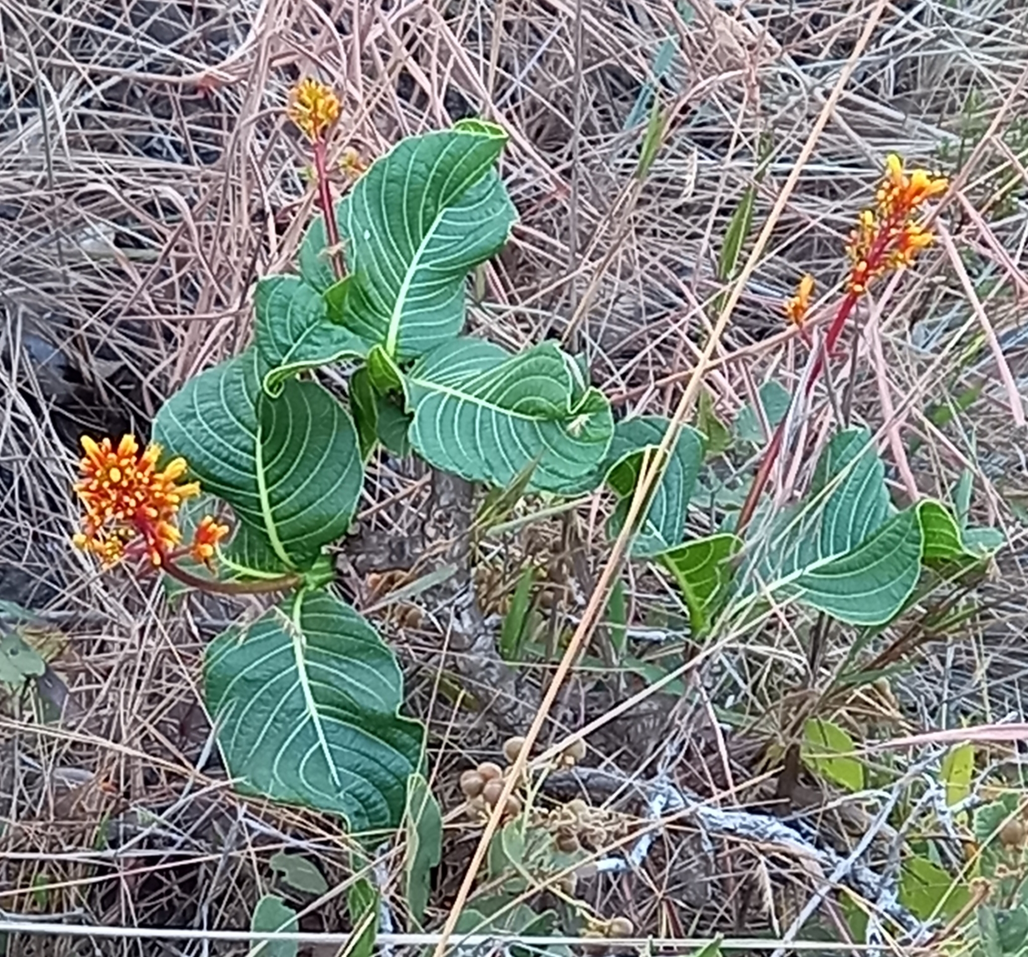 Photo of Palicourea rigida (3/12)