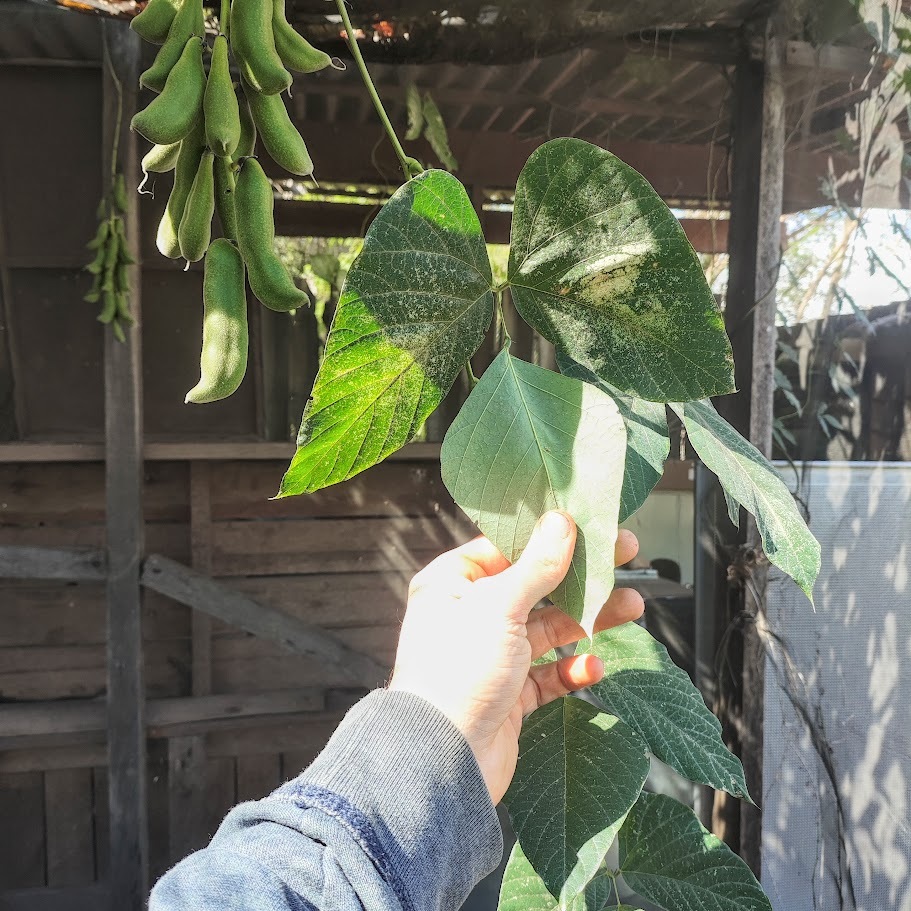 Photo of Velvet bean (4/7)