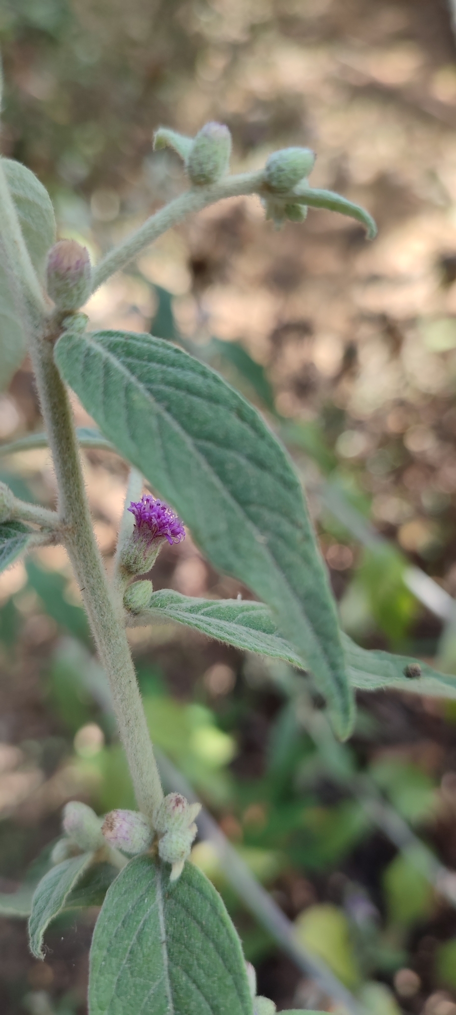 Photo of Lepidaploa chamissonis (7/12)