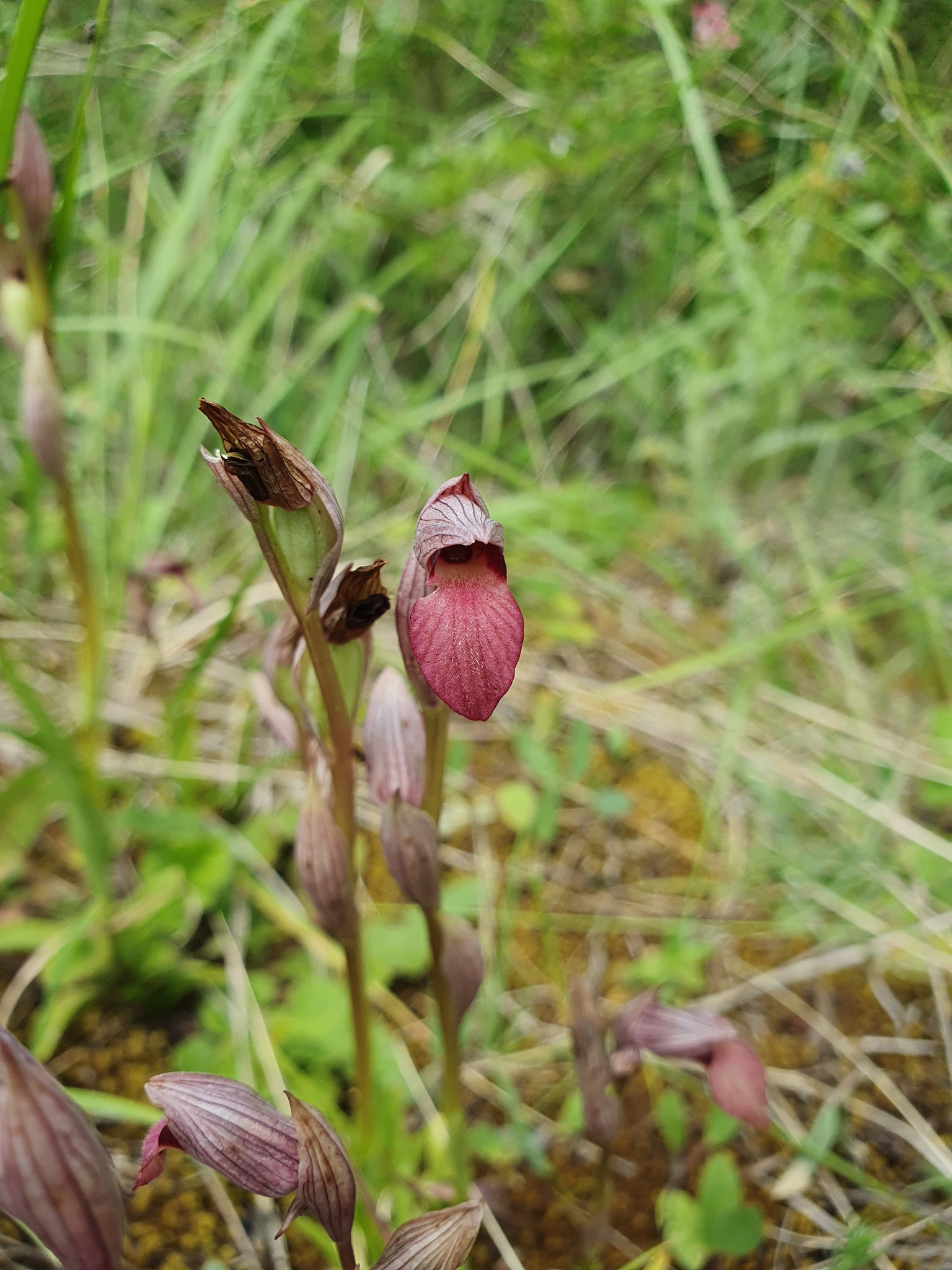 Photo of Tongue Orchid (3/12)