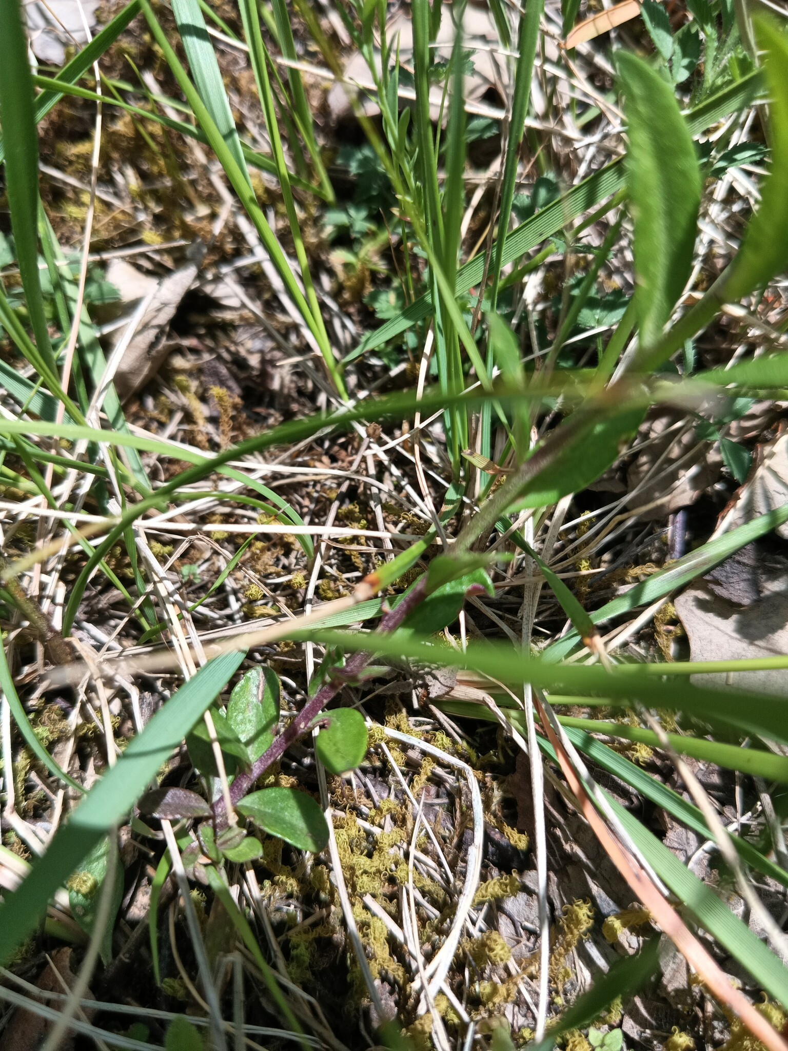 Photo of Common Milkwort (3/6)