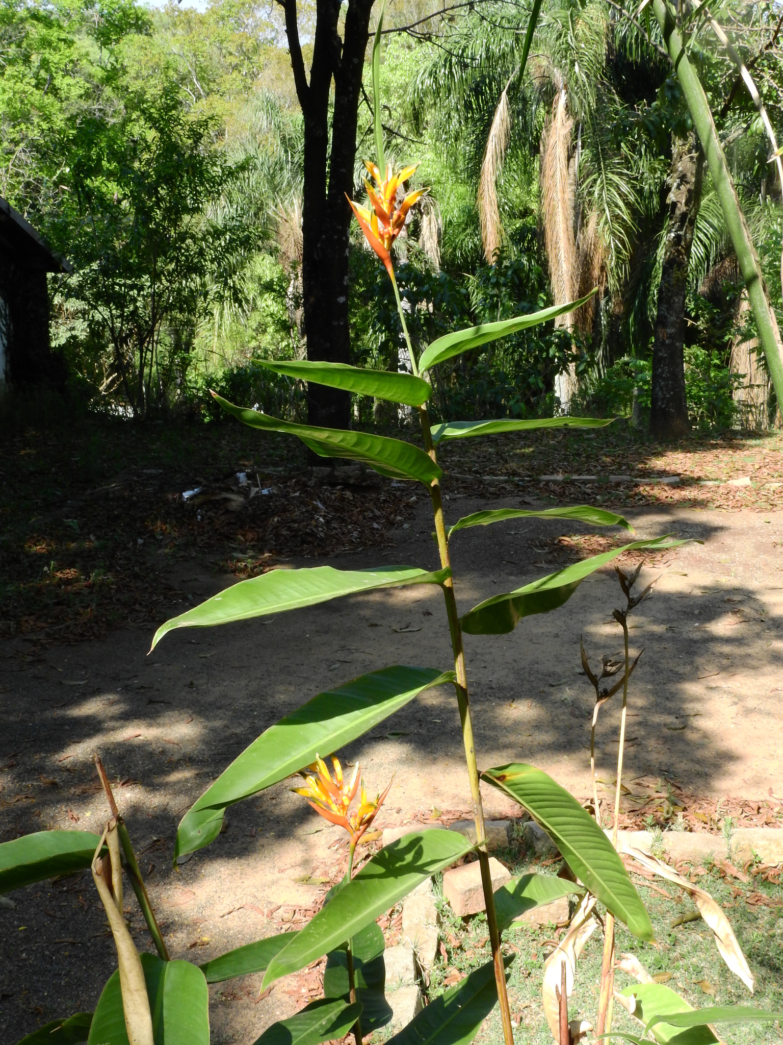 Photo of Parrot's Beak (8/11)
