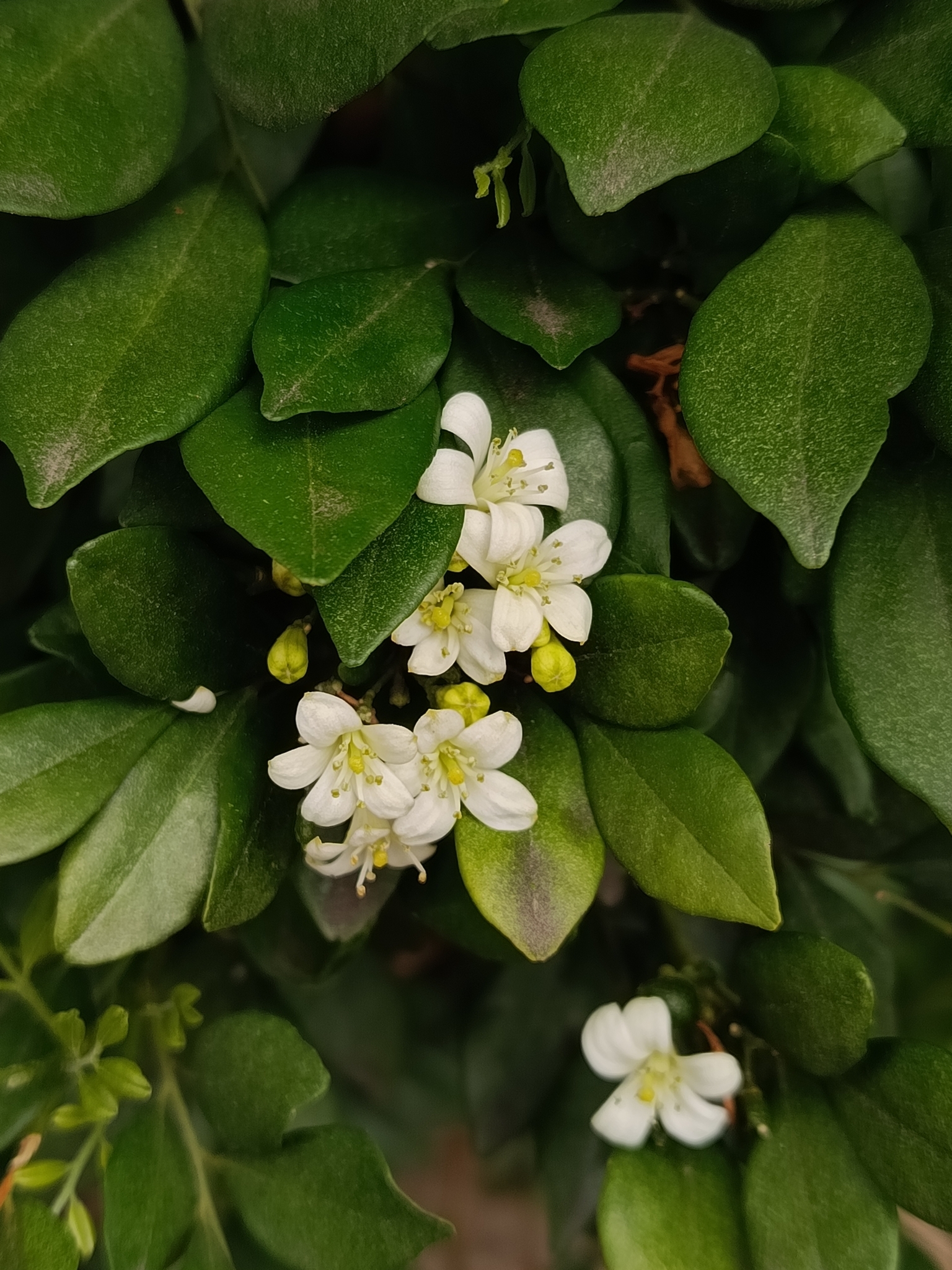 Photo of Murraya (7/8)