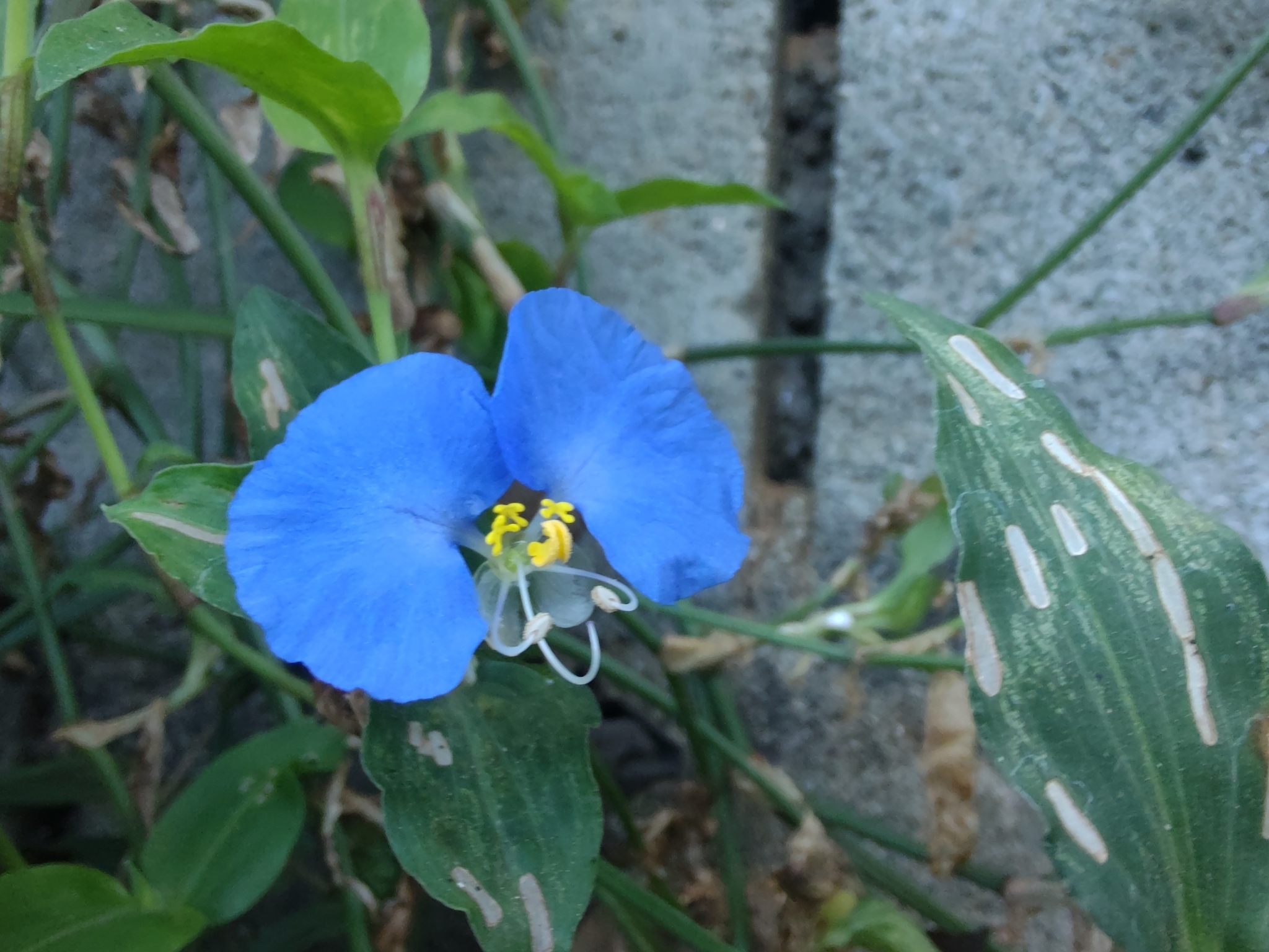Photo of whitemouth dayflower (1/12)
