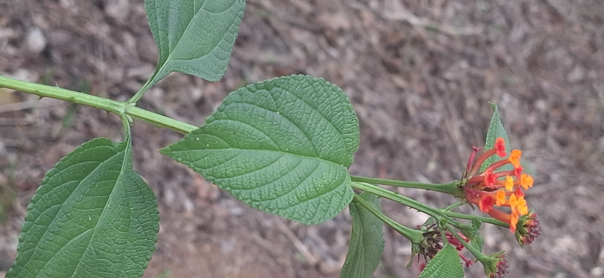 Photo of common lantana (1/8)