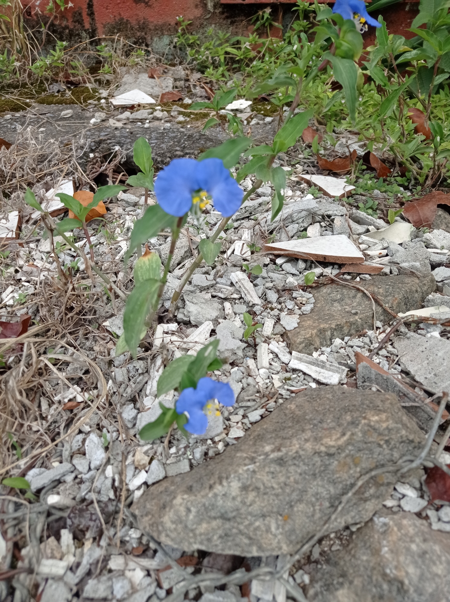 Photo of whitemouth dayflower (2/12)