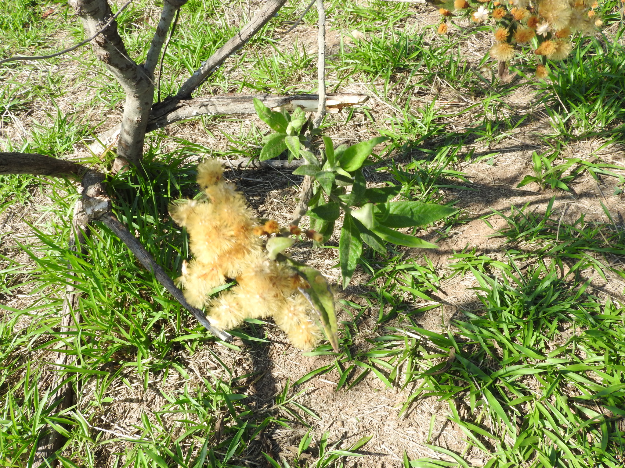 Photo of Plantae (5/7)
