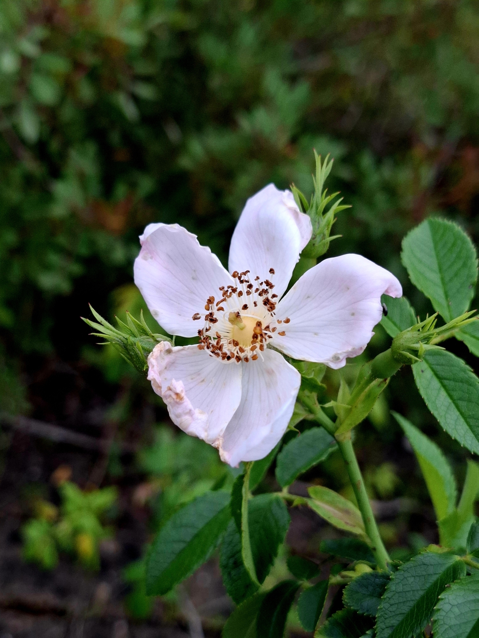 Photo of Dog-rose (4/12)