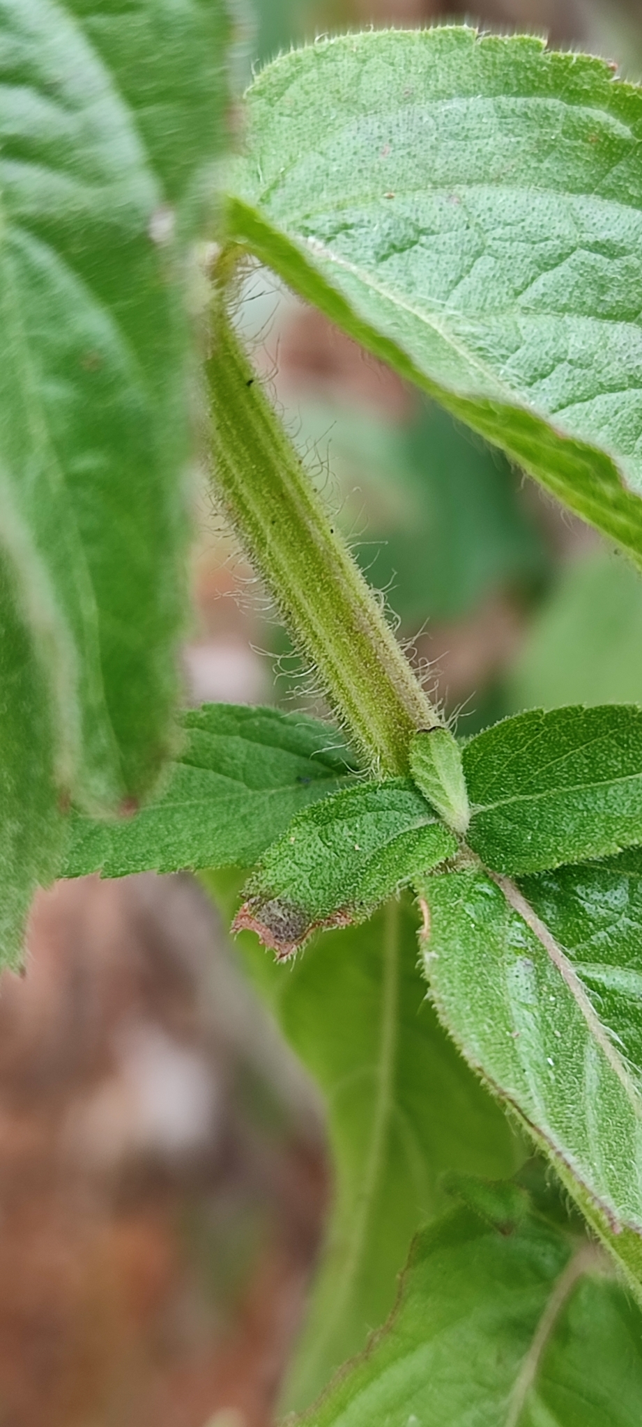 Photo of Oocephalus oppositiflorus (2/16)