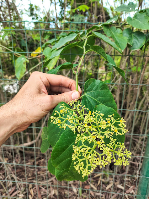 Photo of Possum grape (4/12)