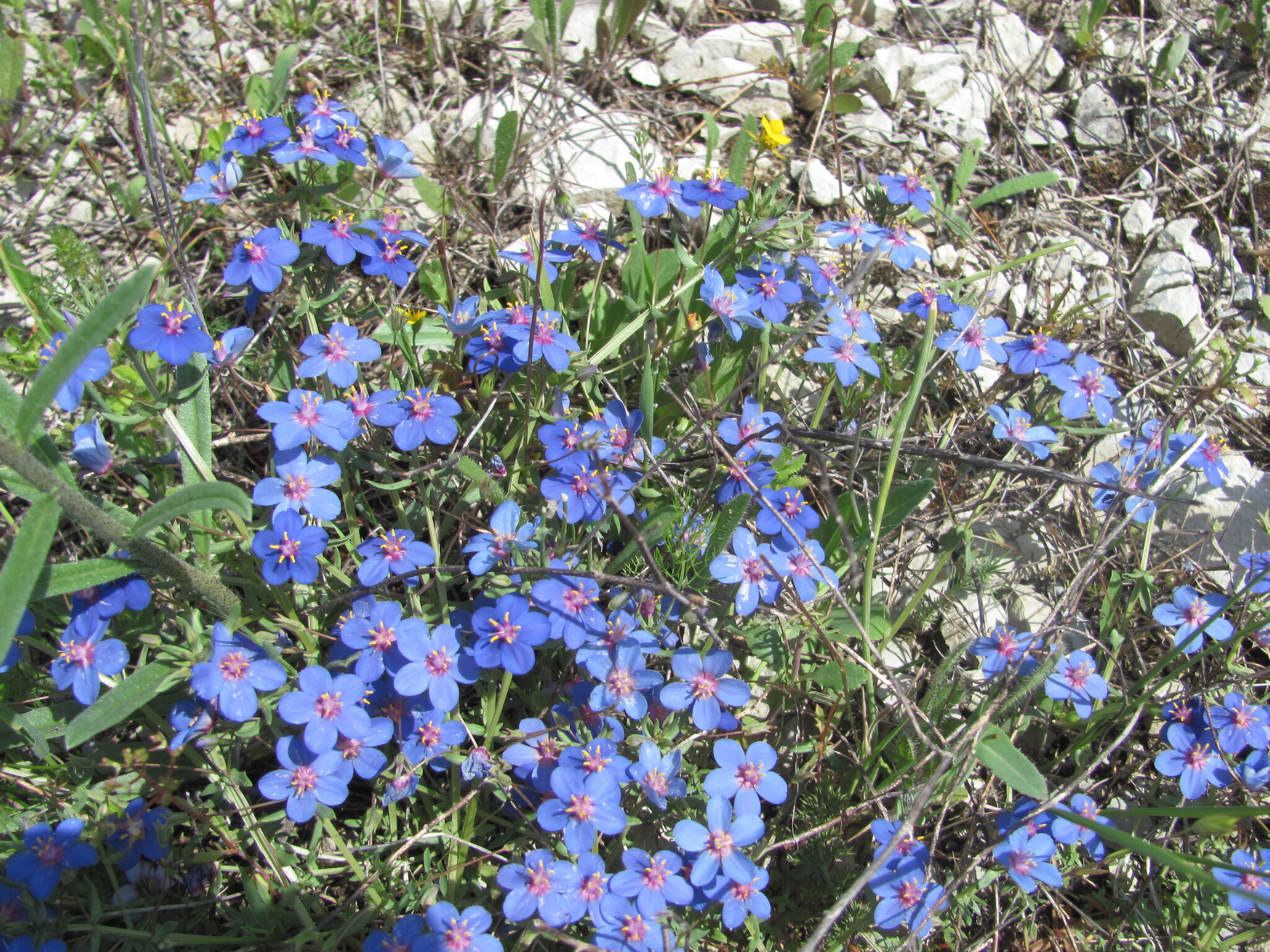 Photo of Flax-leaved Blue Pimpernel (7/12)
