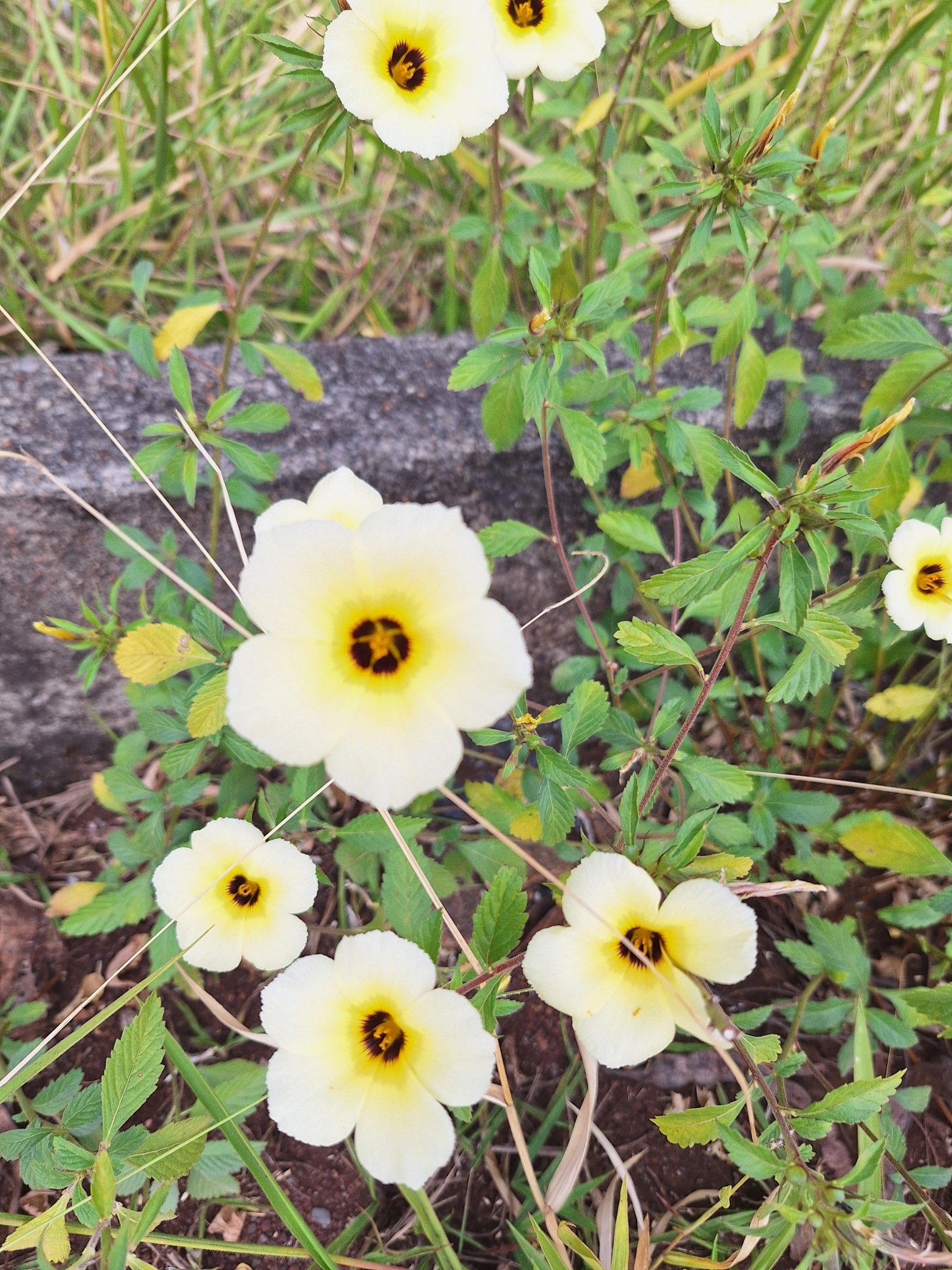 Photo of Cuban Buttercup (7/12)
