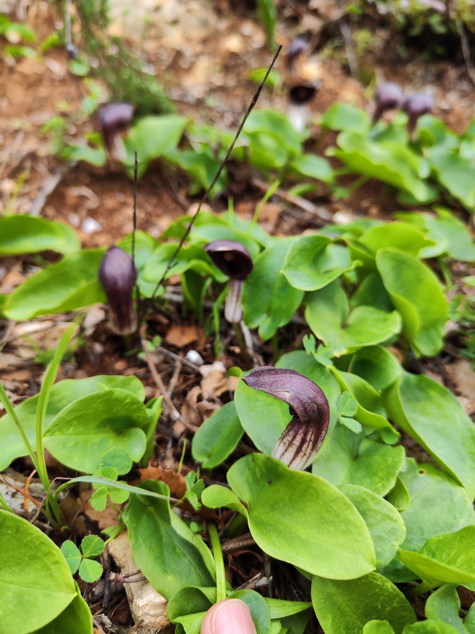 Photo of Arisarum simorrhinum (3/12)