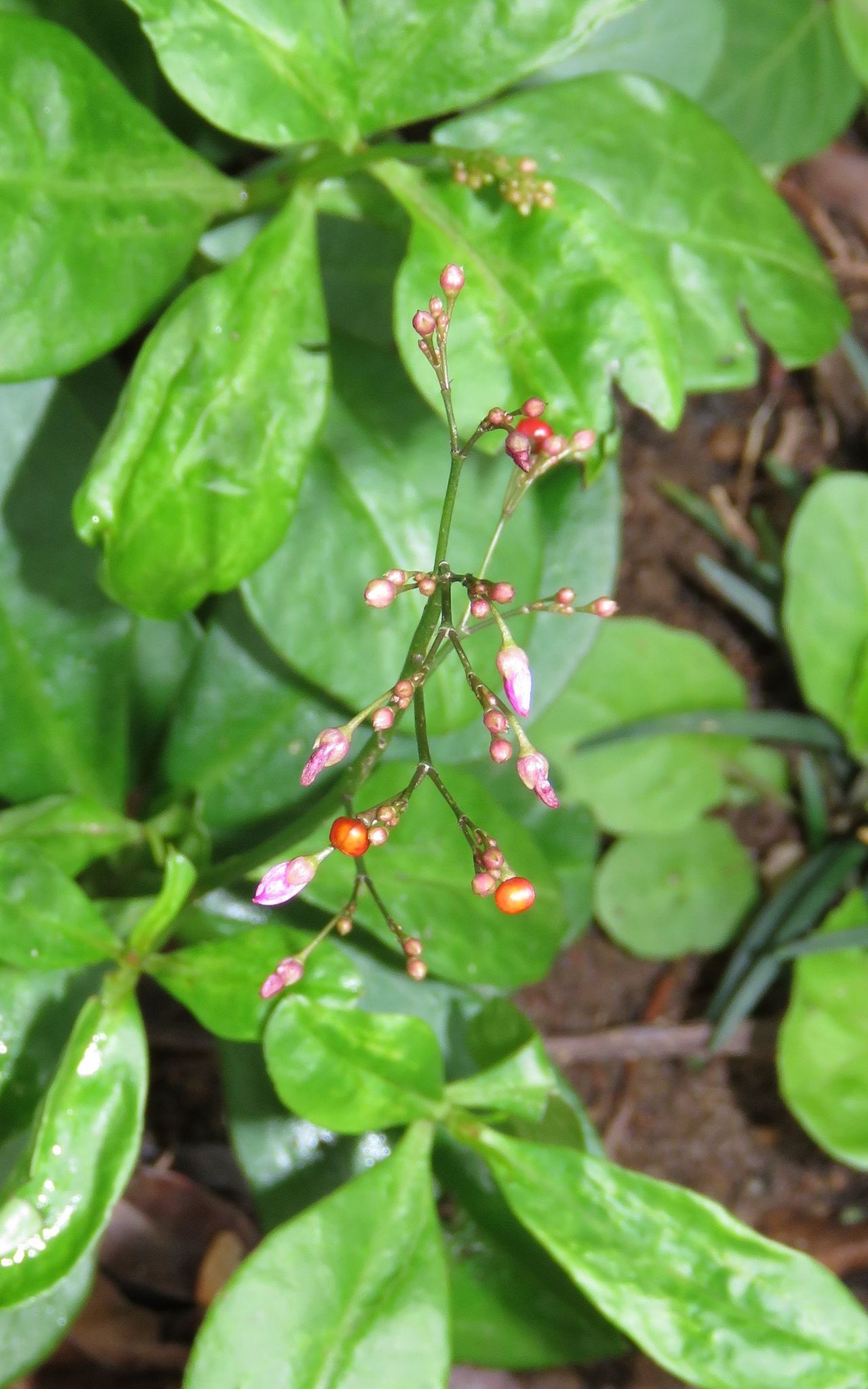 Photo of Jewels of Opar (4/5)