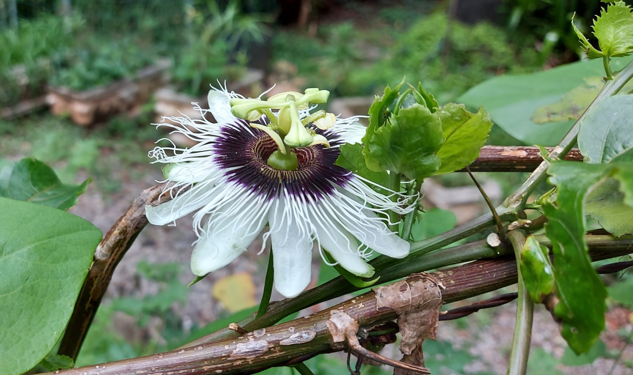 Photo of Yellow passionfruit (8/12)