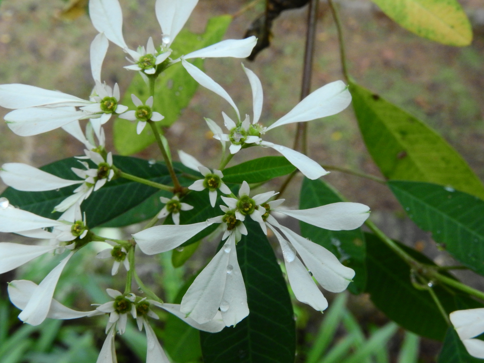 Photo of pascuita (5/8)