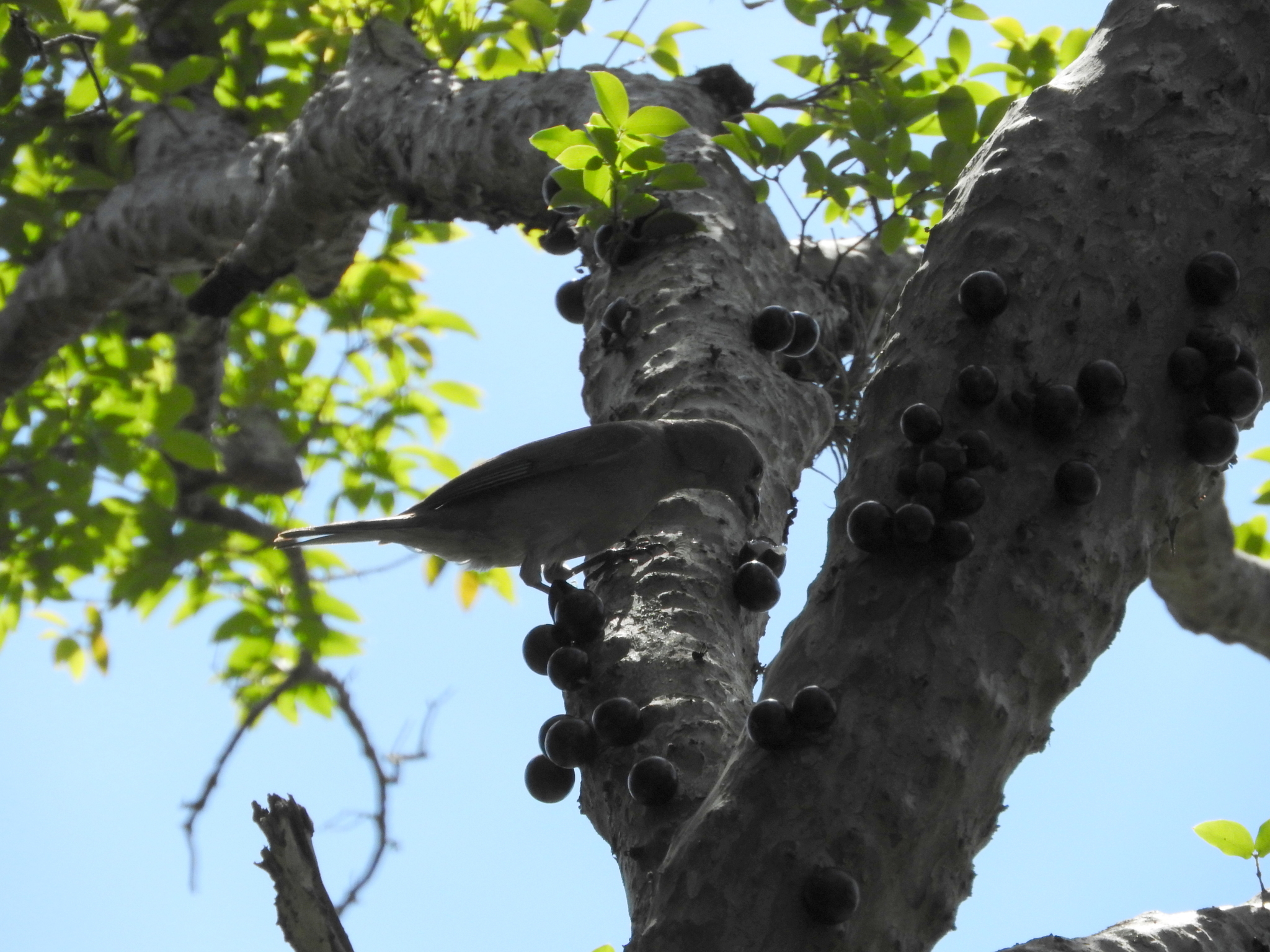 Photo of Jaboticaba (10/10)