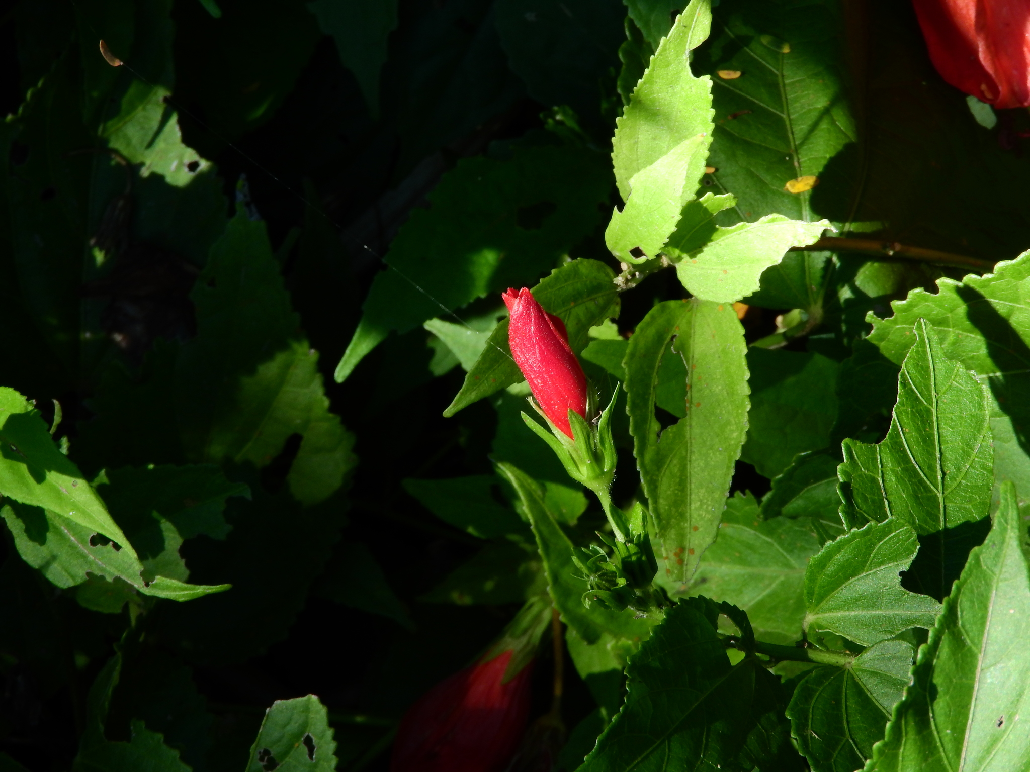Photo of Sleeping Hibiscus (2/6)