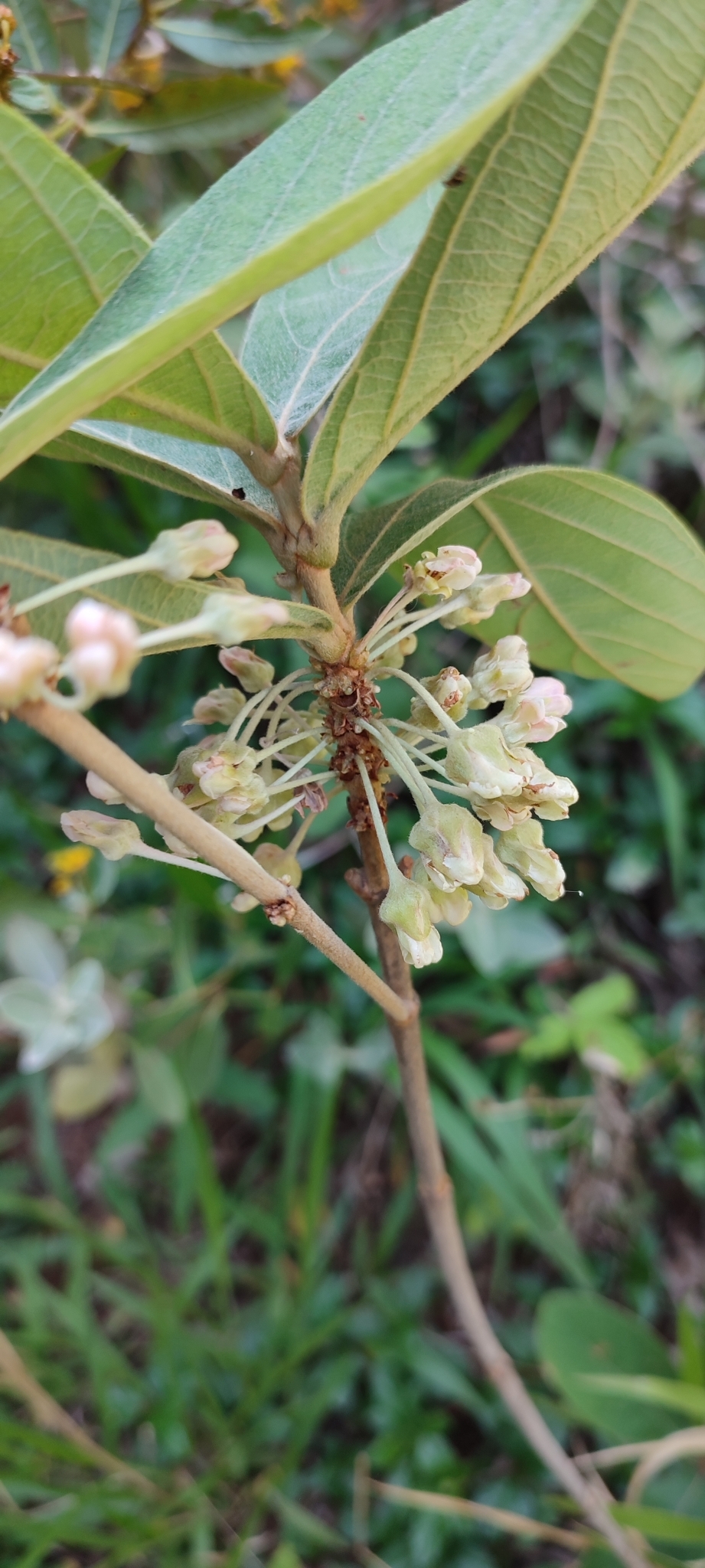 Photo of Pterandra pyroidea (8/8)