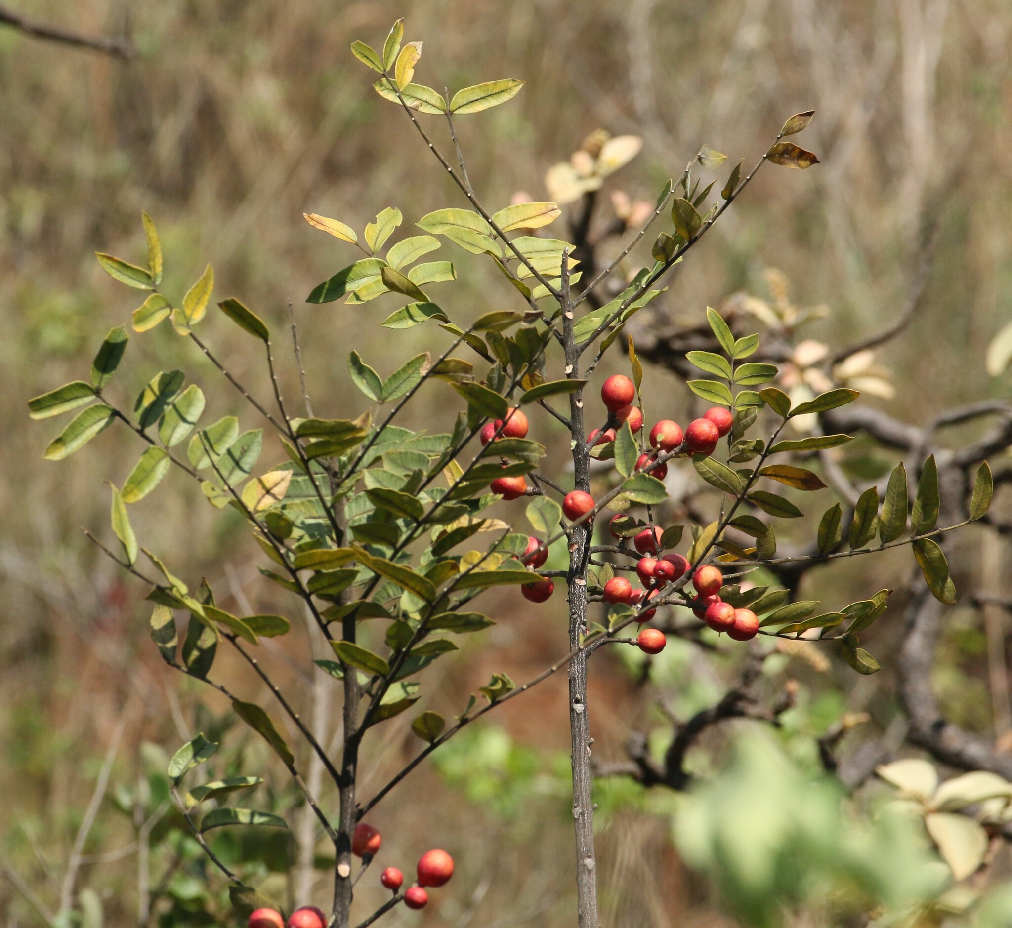 Photo of Cabralea canjerana (9/12)