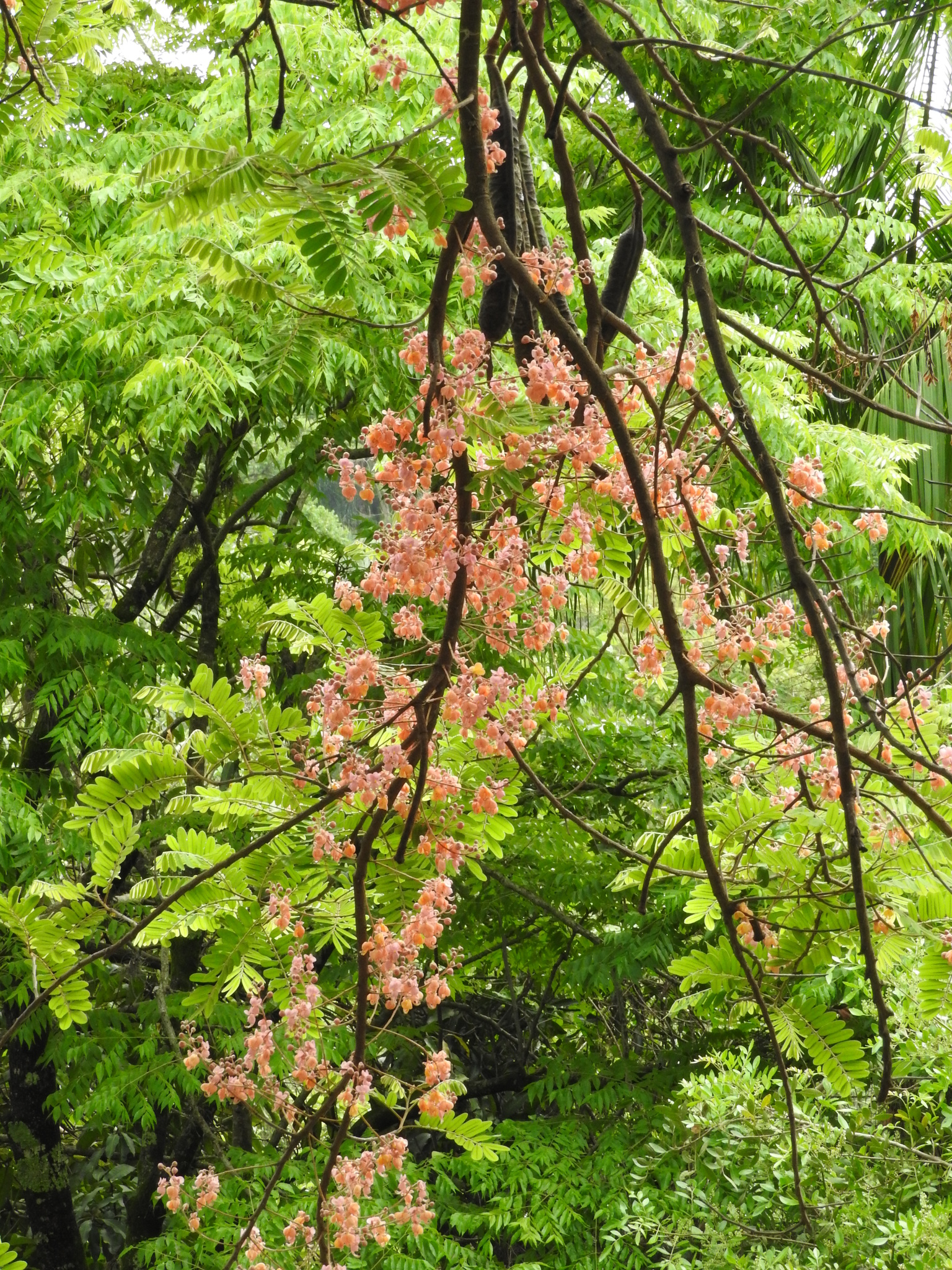 Photo of Pink Shower Tree (12/12)