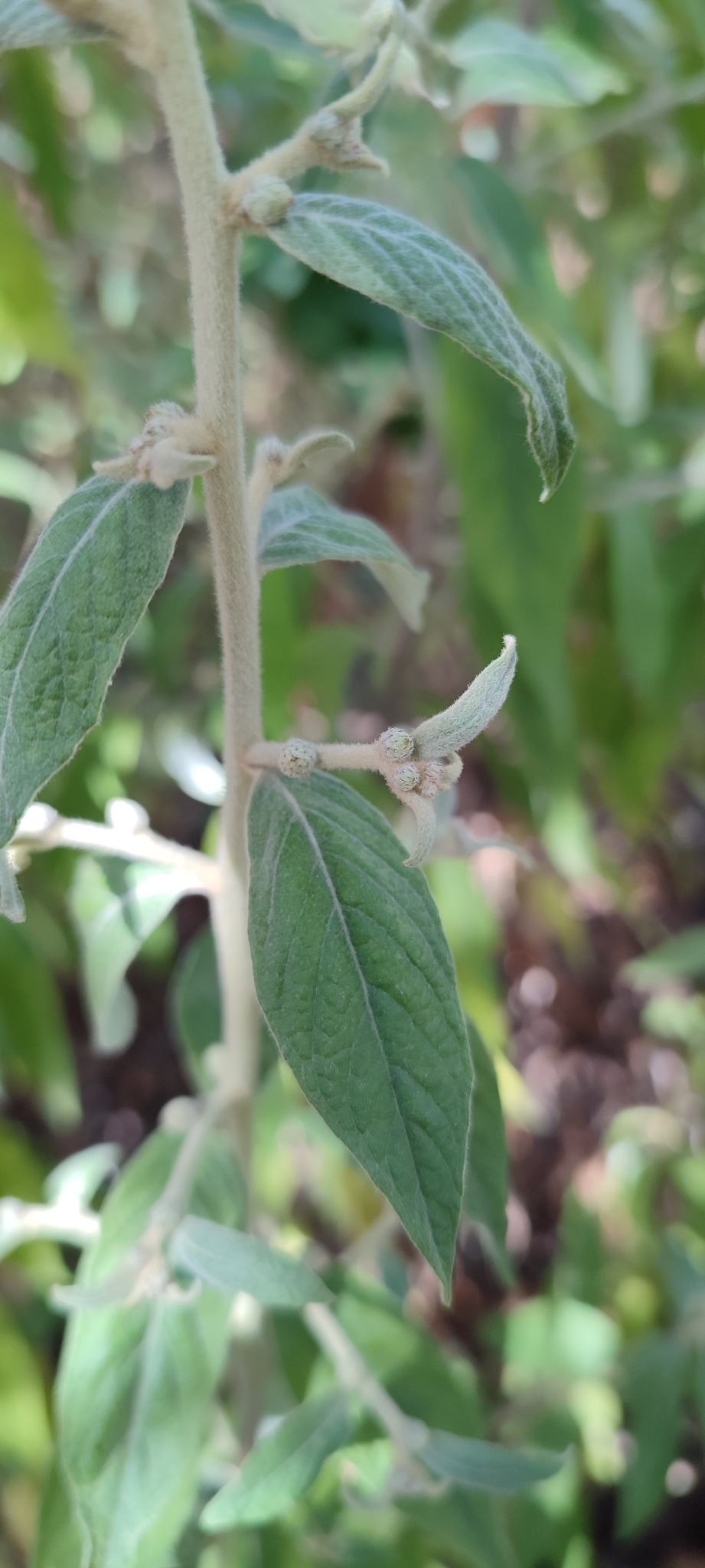 Photo of Lepidaploa chamissonis (6/12)