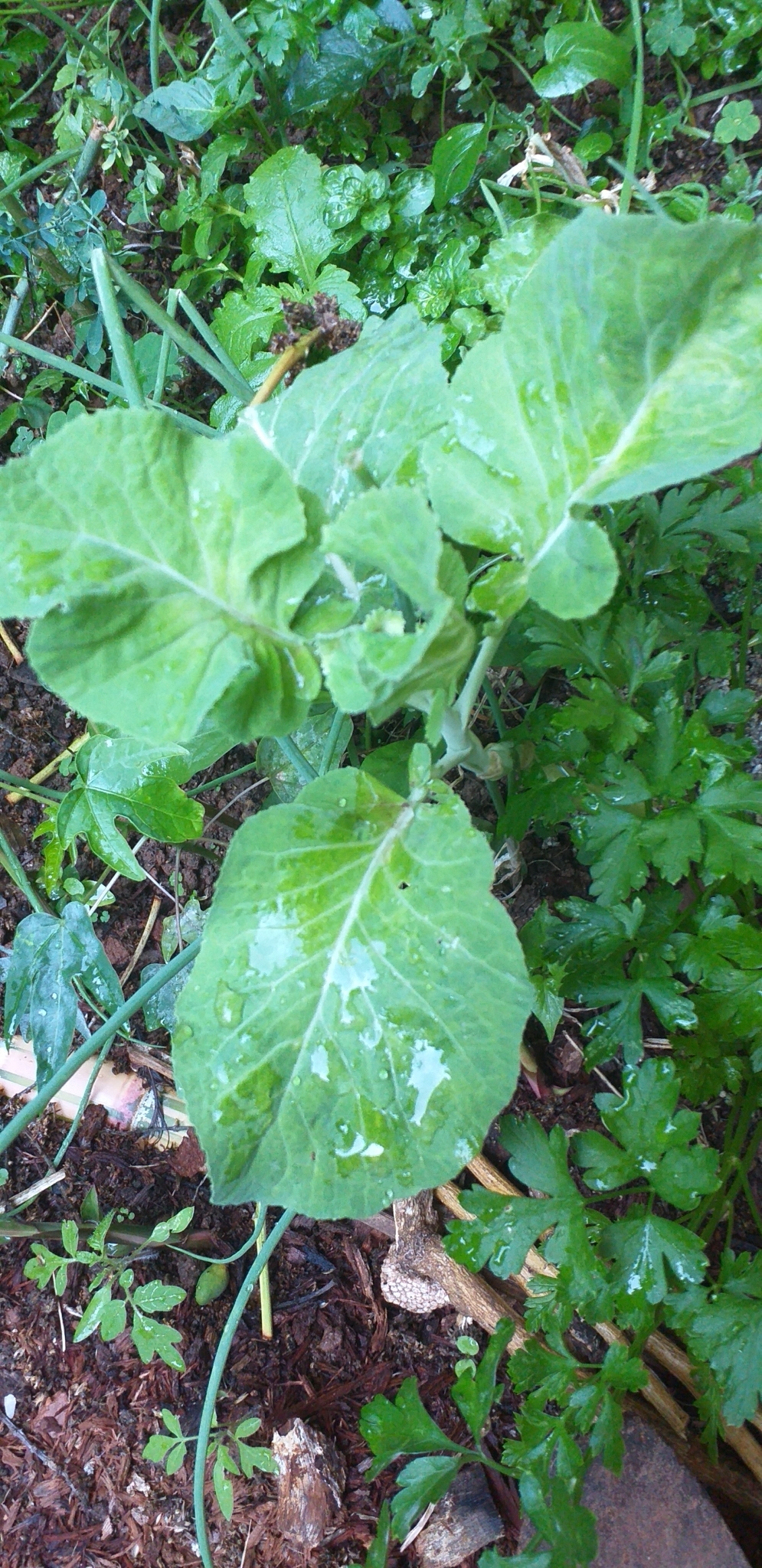 Photo of cabbage, broccoli, and allies (6/8)