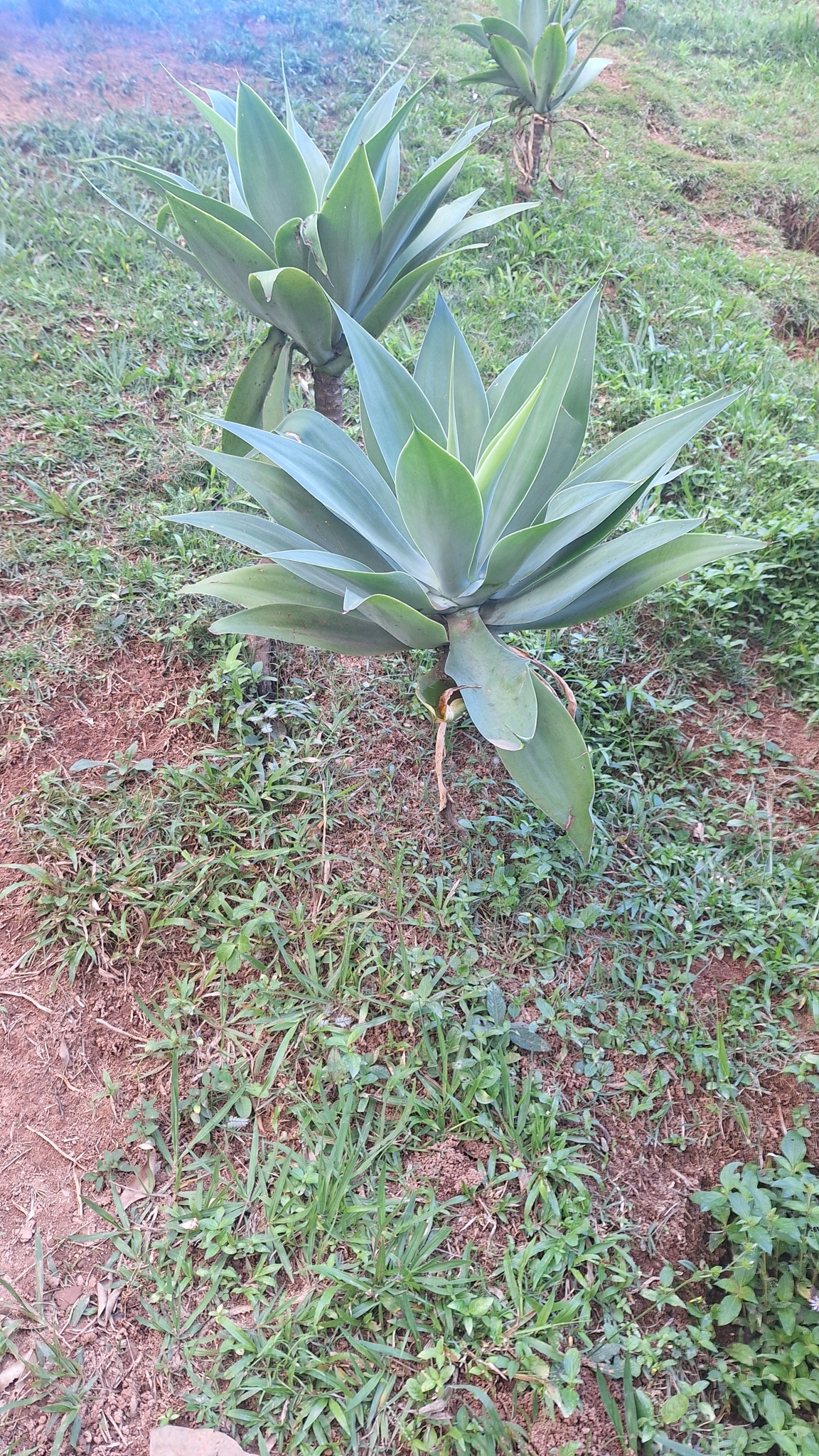 Photo of Swan-neck Agave (12/12)