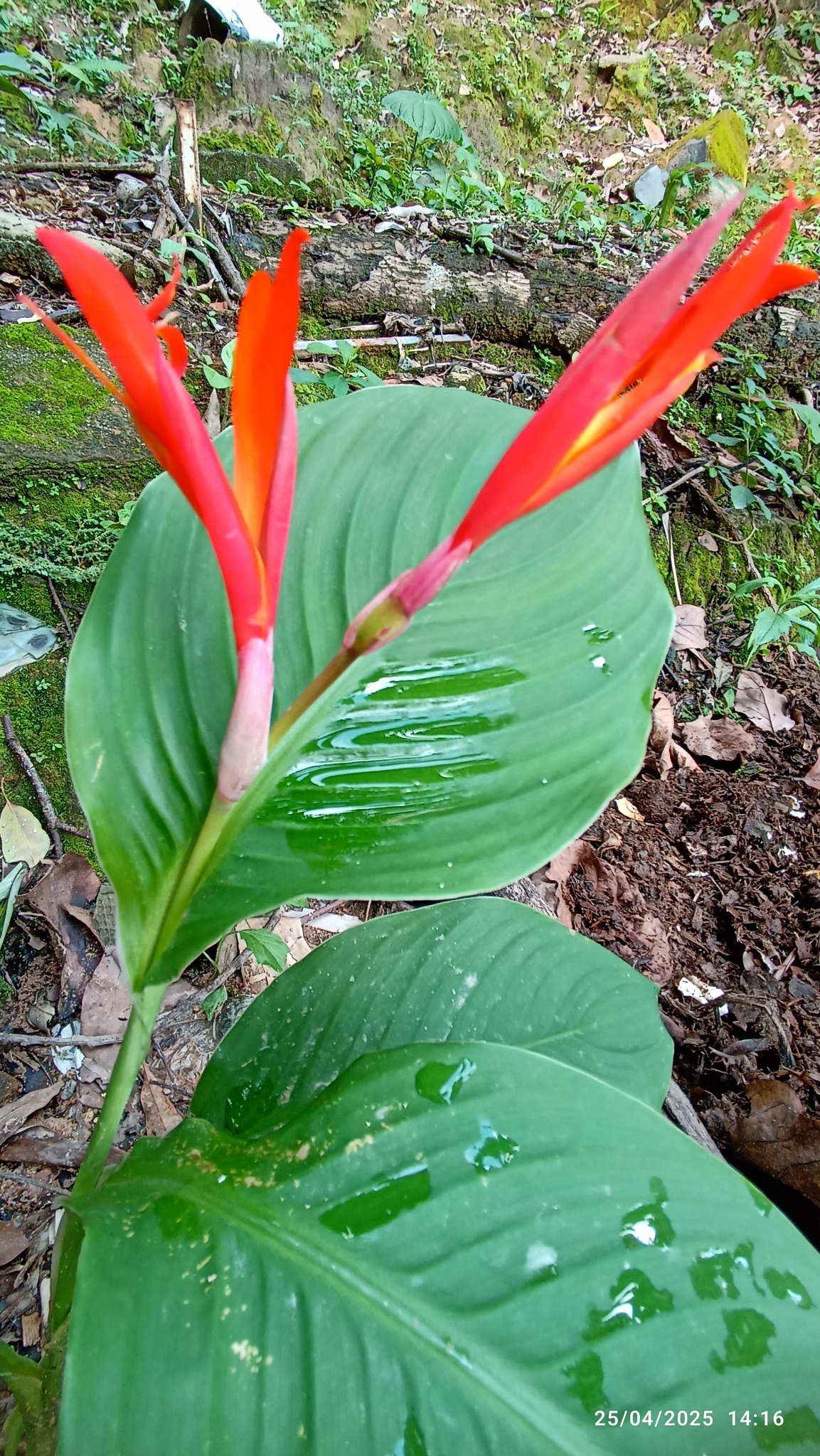 Photo of Indian shot (5/7)
