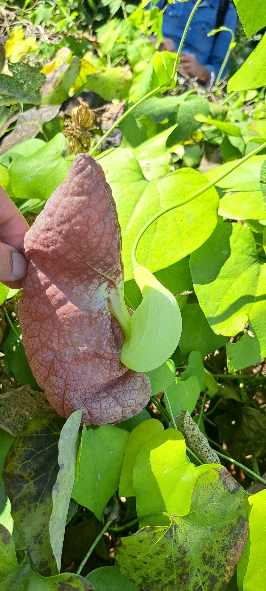 Photo of Brazilian Dutchman's Pipe (7/15)