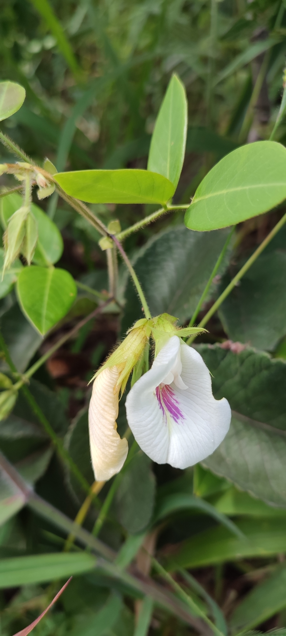 Photo of Clitoria falcata (2/12)
