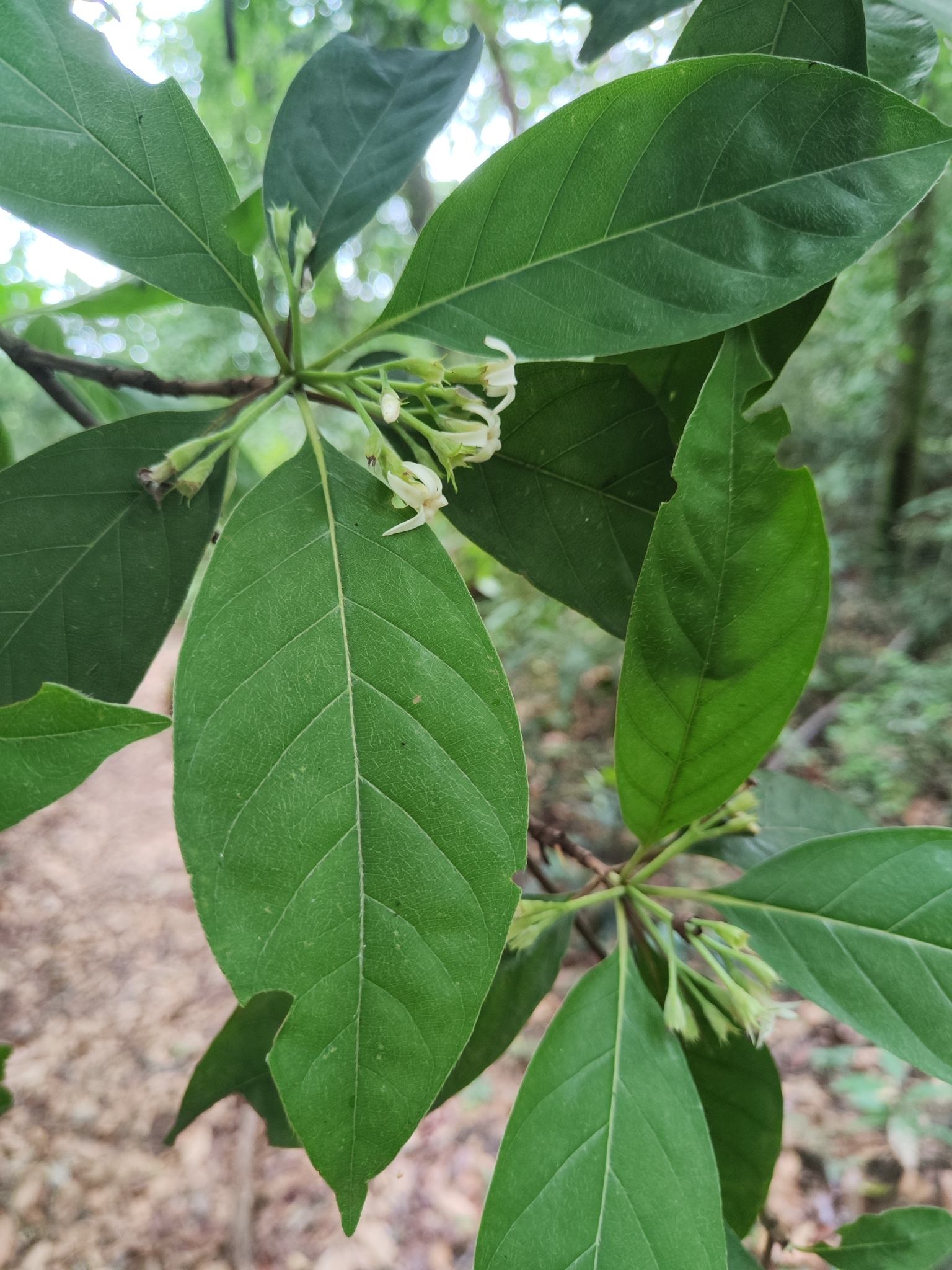 Photo of Rubiaceae (2/7)