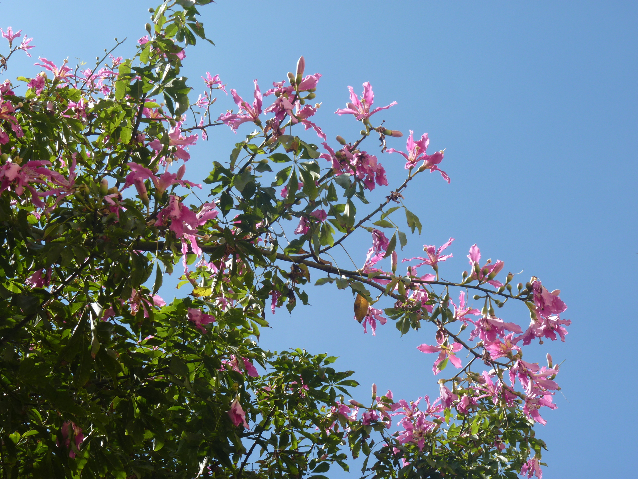 Photo of Silk floss tree (3/5)